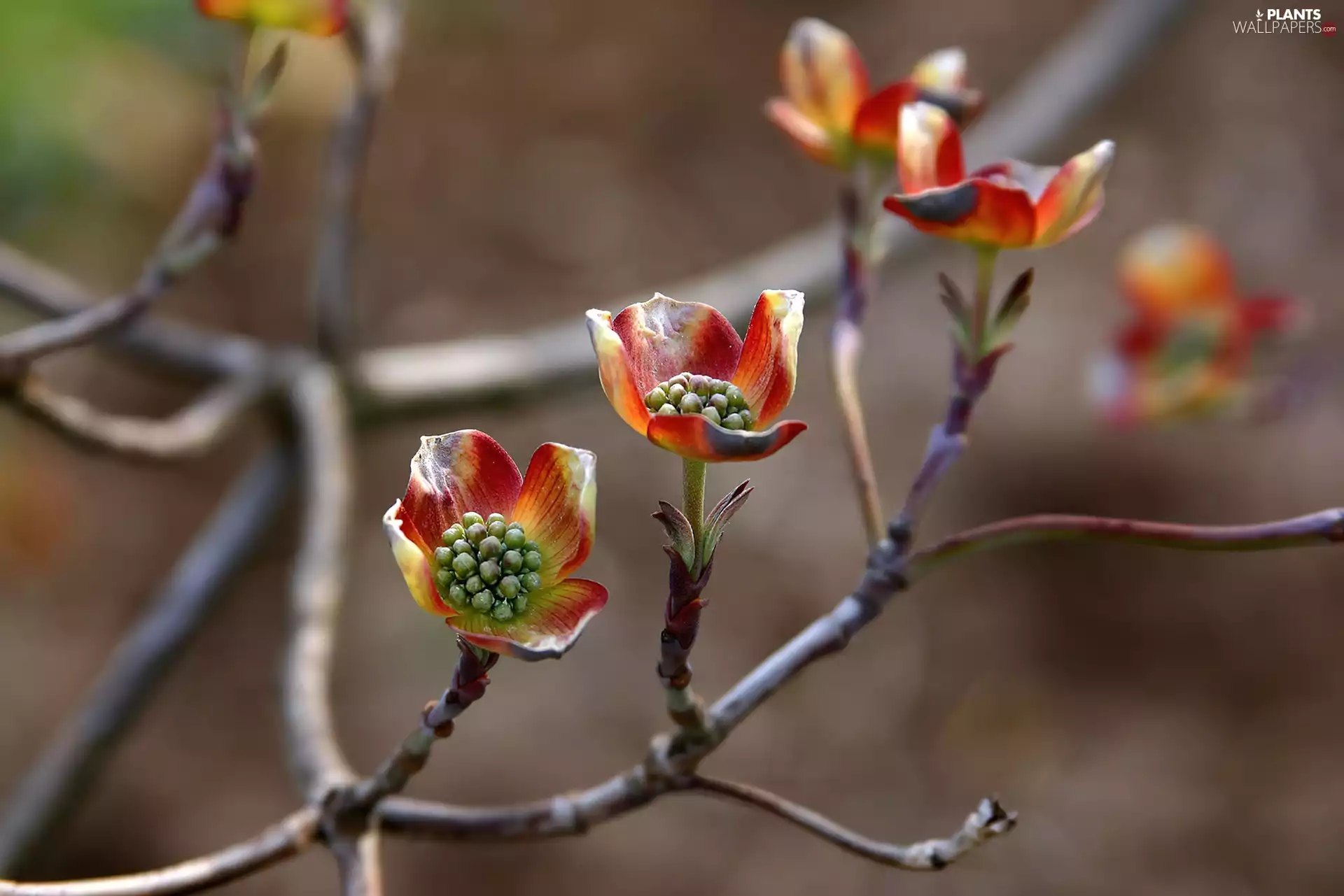 Bush, Twigs, Flowers, trees