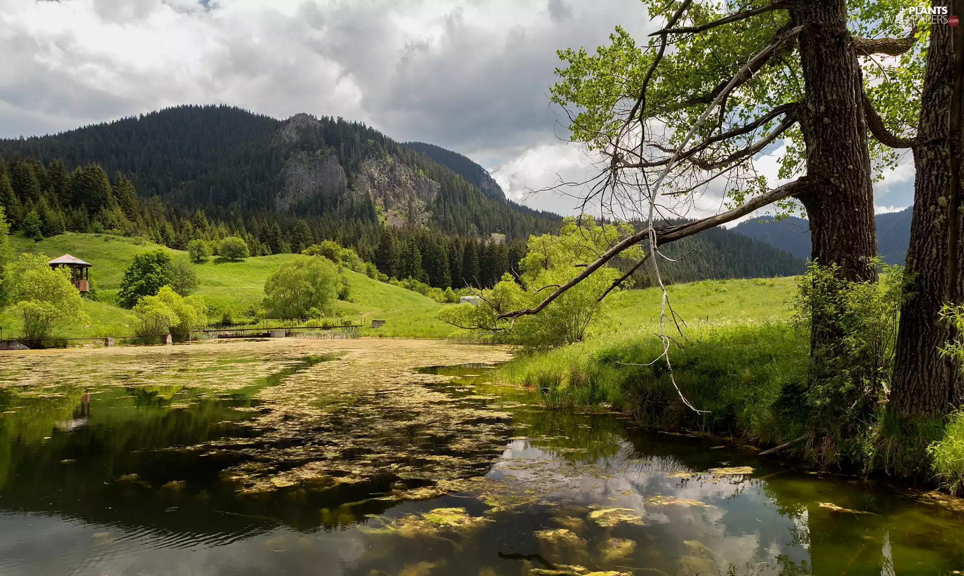 viewes, Mountains, alcove, trees, Pond - car