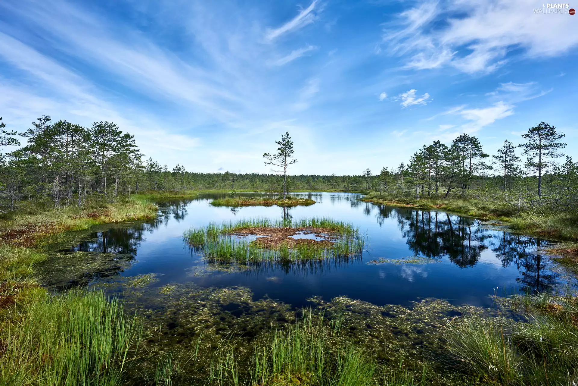 viewes, Sky, grass, trees, Pond - car