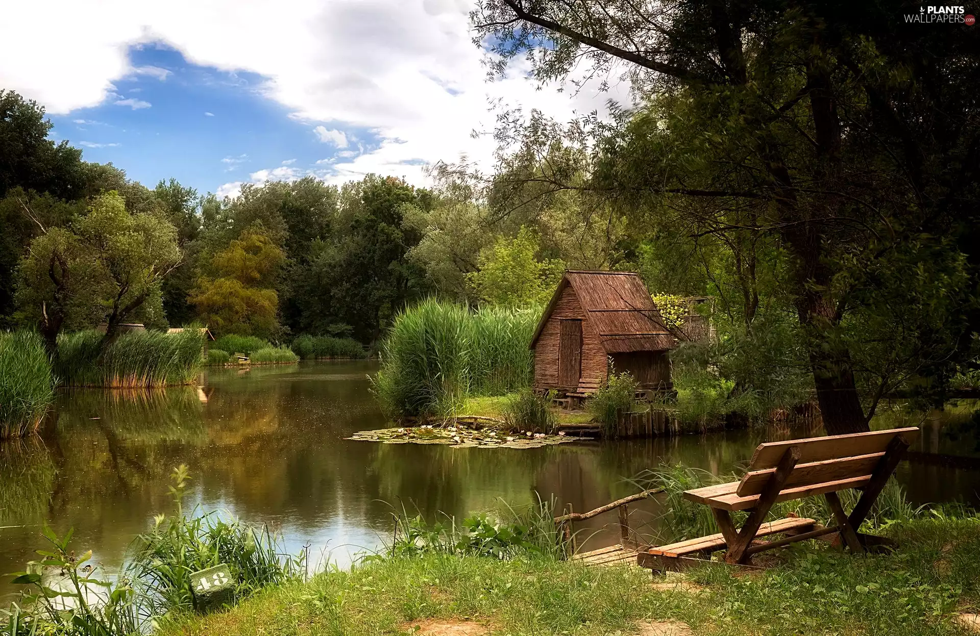 Bench, Pond - car, trees, viewes, Plants, Houses