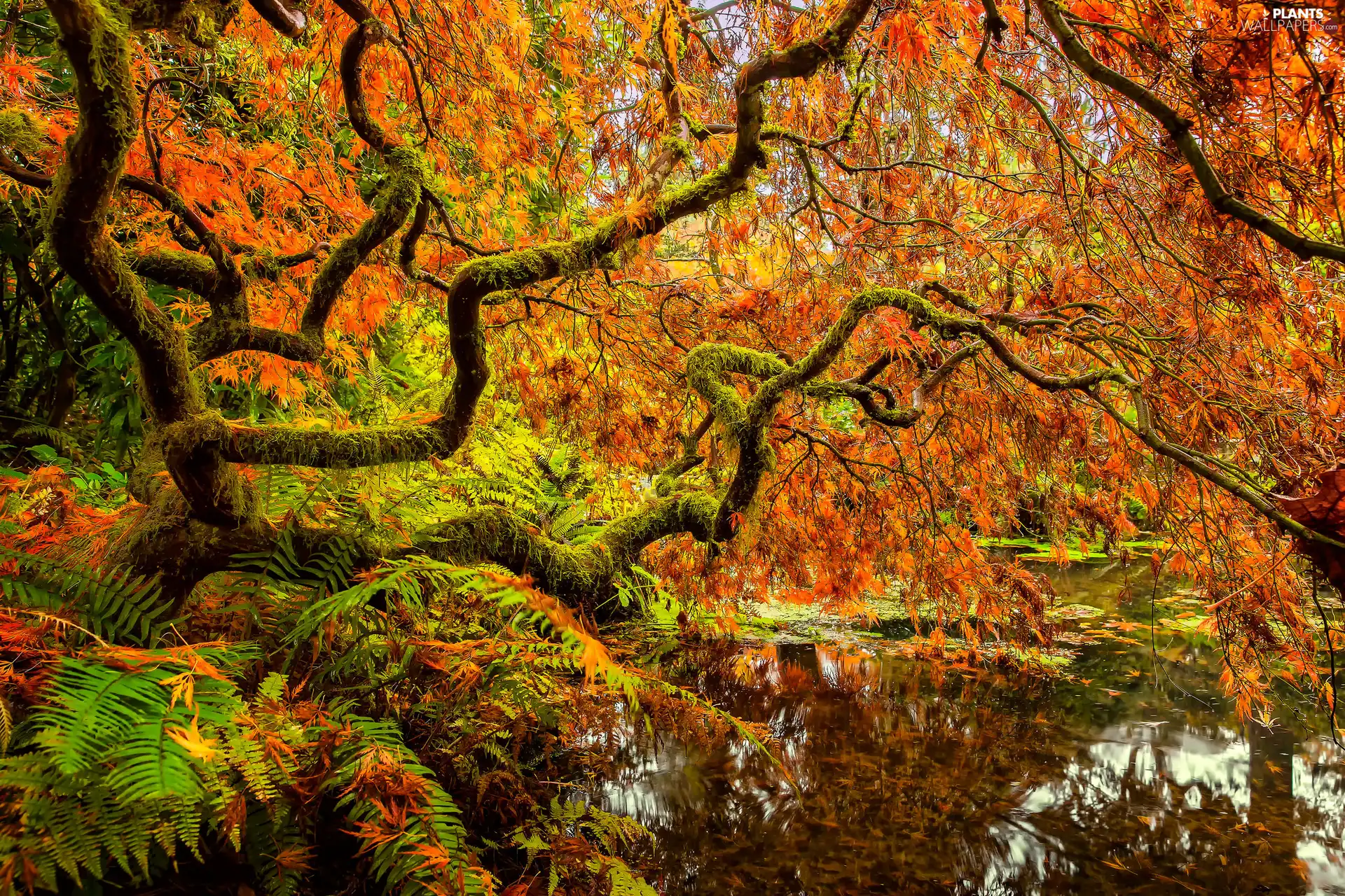 viewes, Pond - car, autumn, Leaf, Japanese Maple, trees