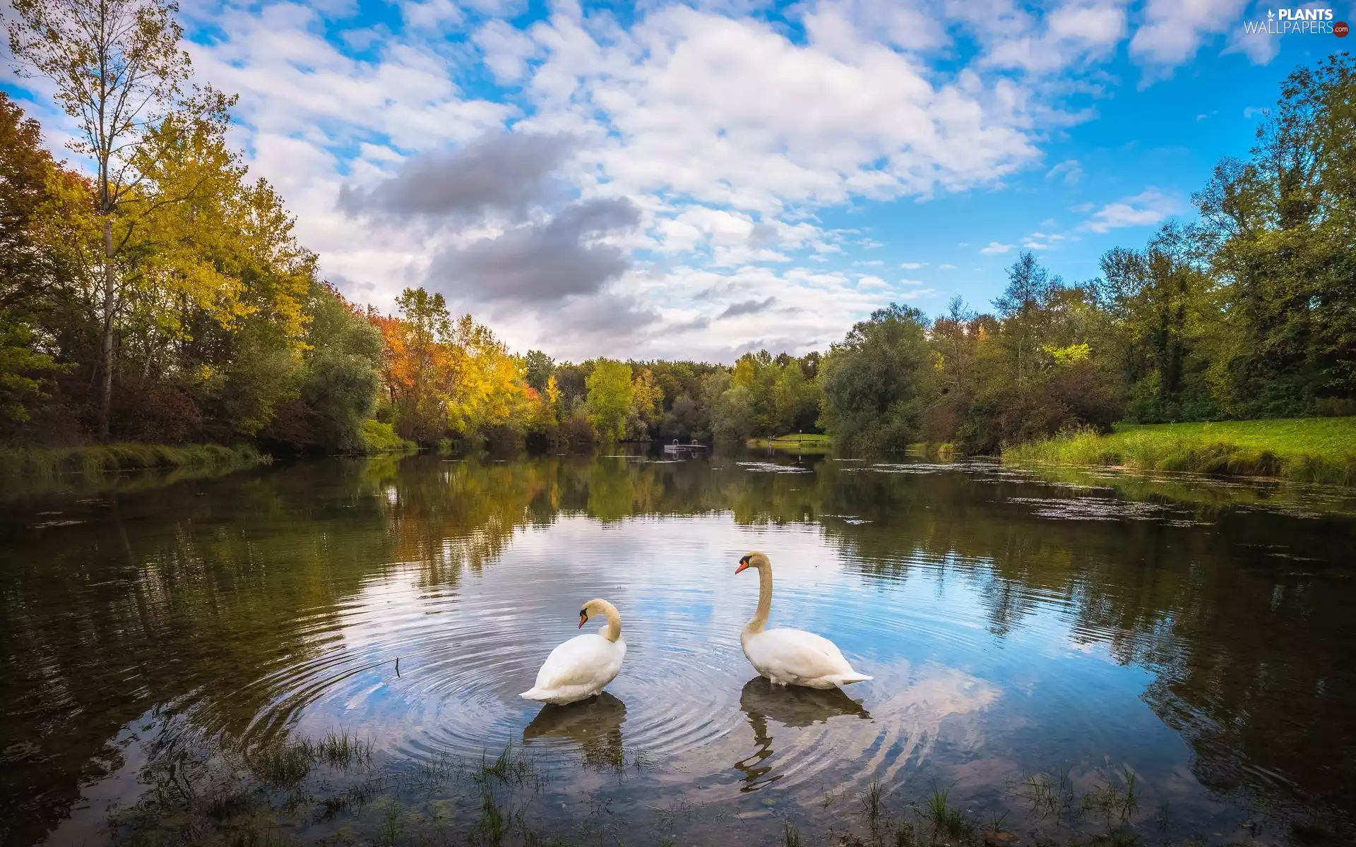 trees, Two cars, autumn, Swan, Pond - car, viewes, clouds
