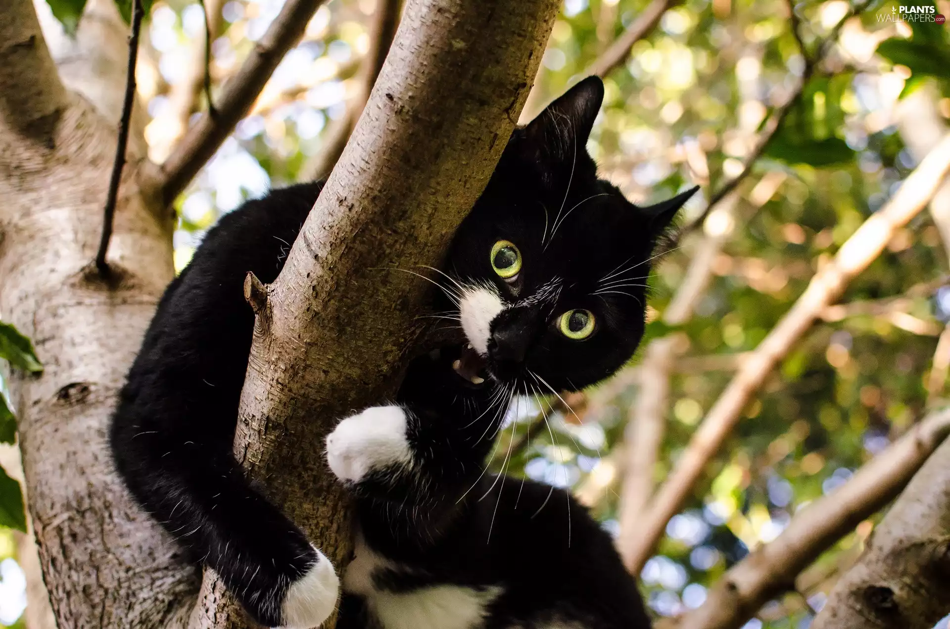 trees, Black, cat