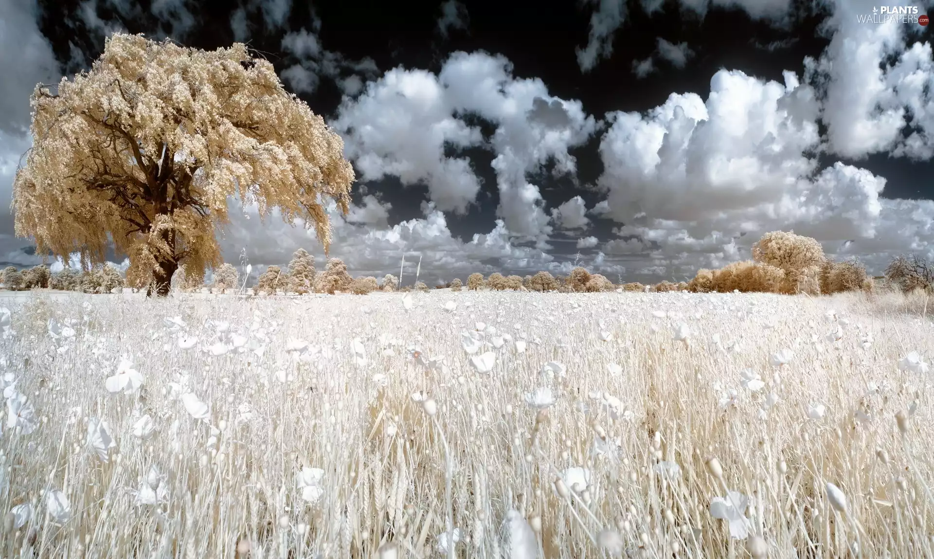 cereals, viewes, clouds, trees