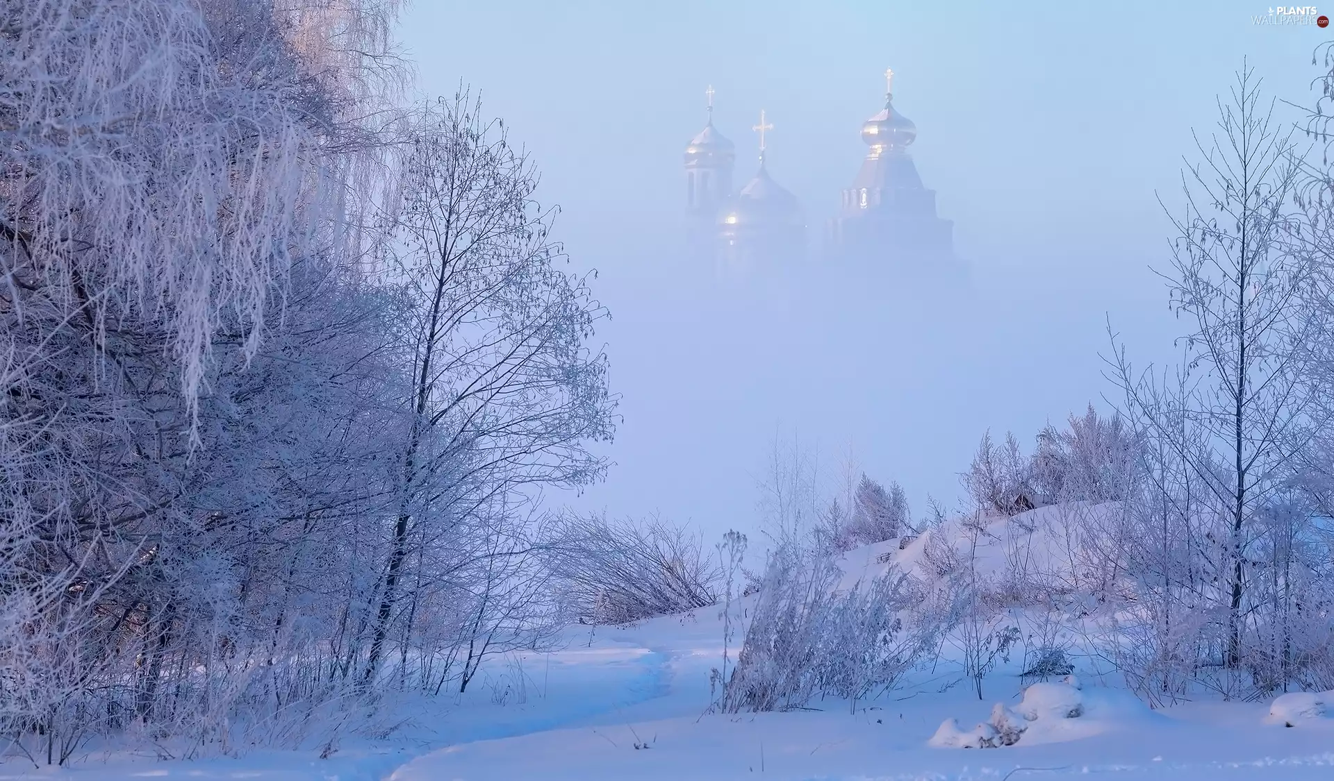 viewes, snow, Cerkiew, trees, winter, Plants, Fog