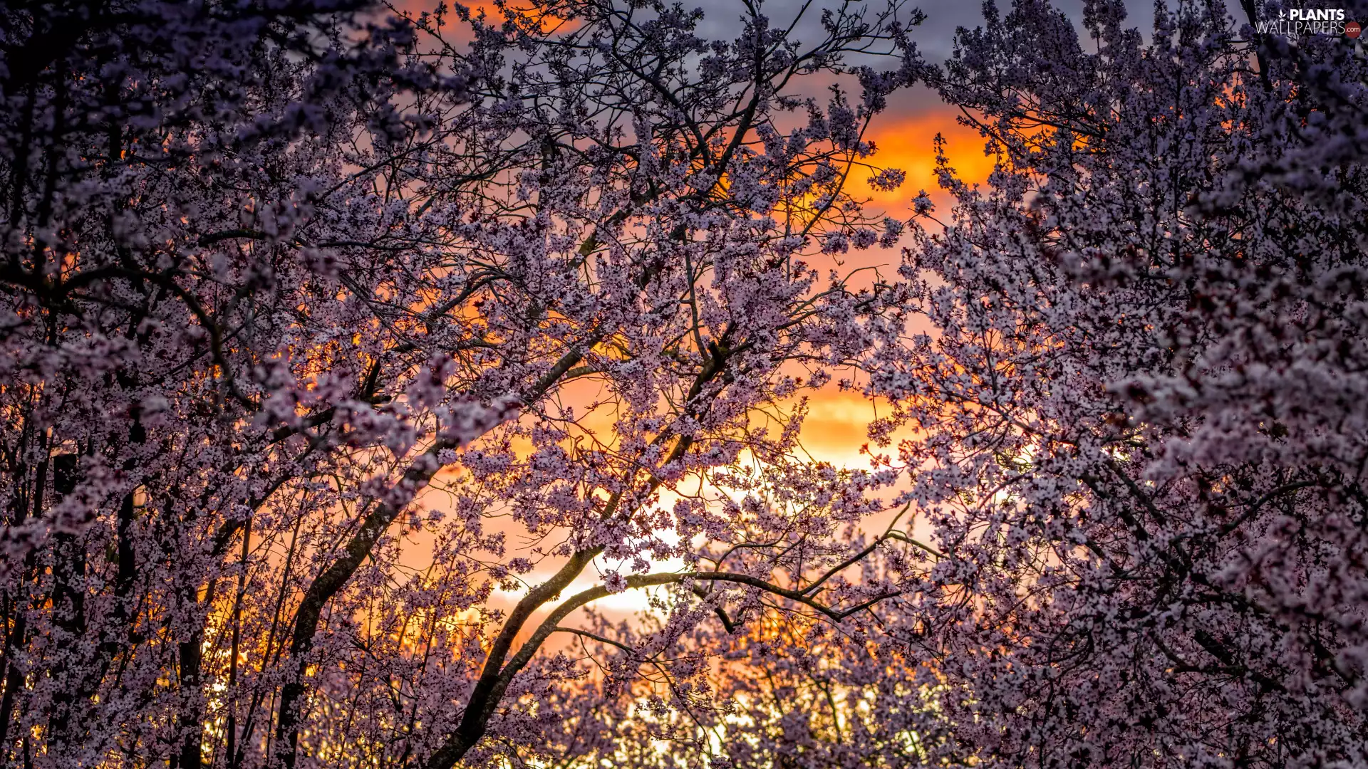 cherries, Flourished, Fruit Trees