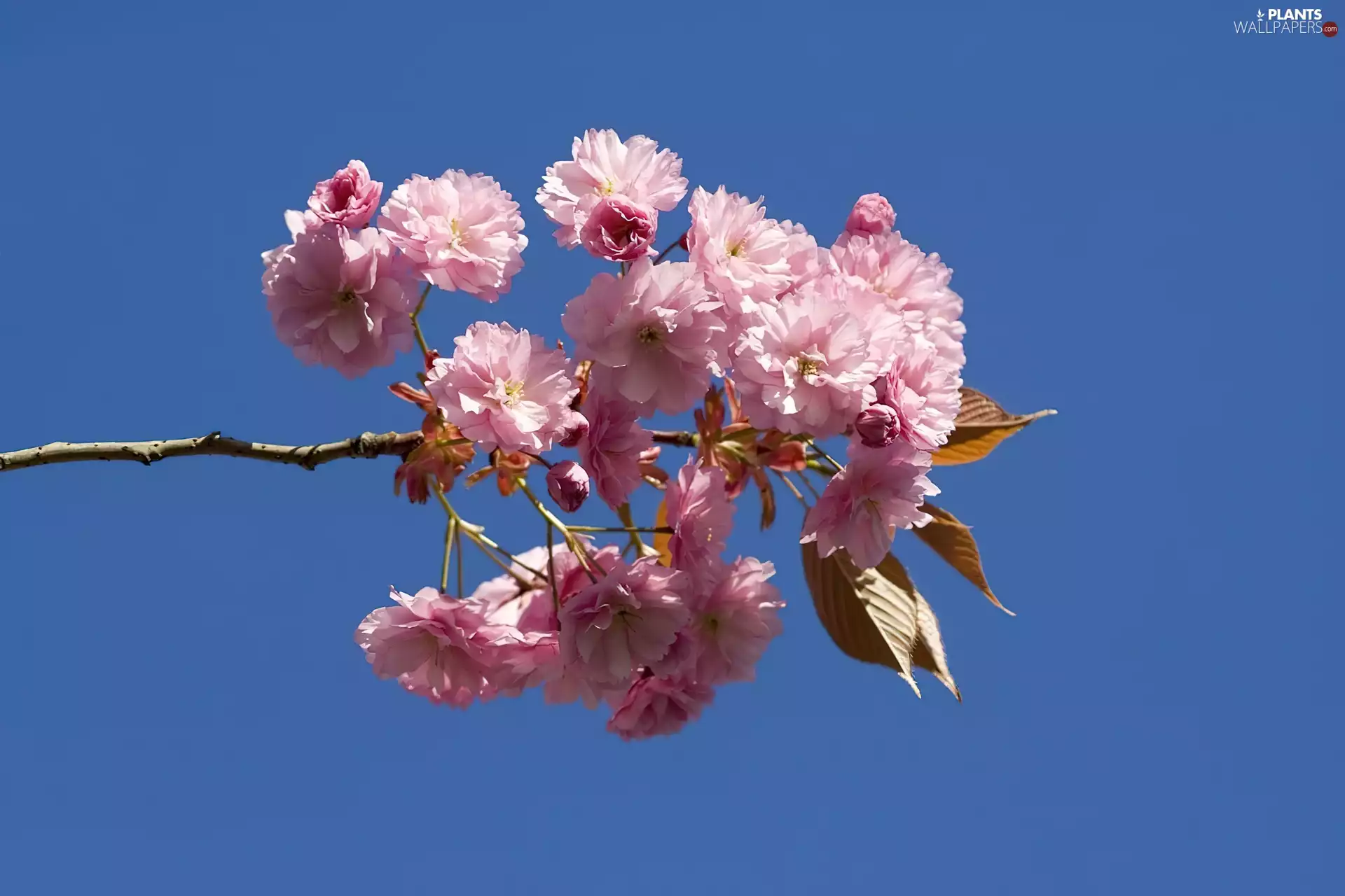 Cherry Blossom, flourishing, trees