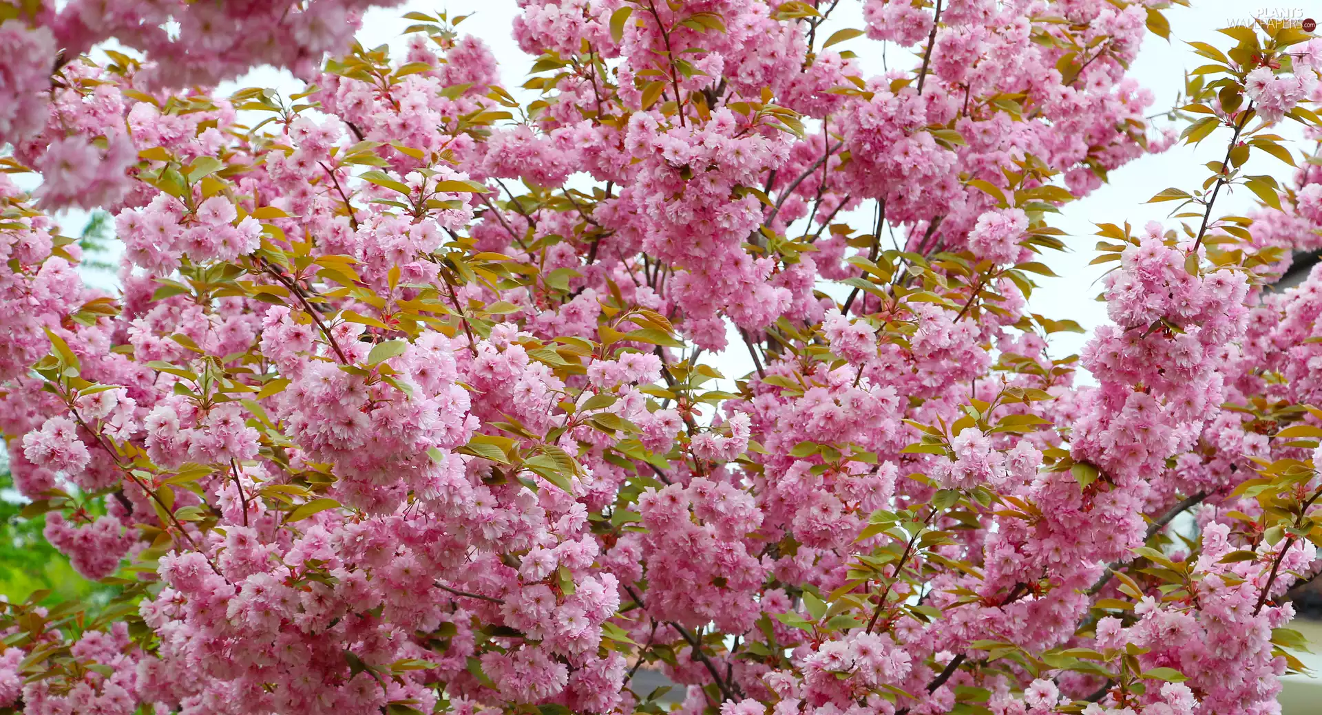 Fruit Tree, Flowers, trees, Japanese Cherry