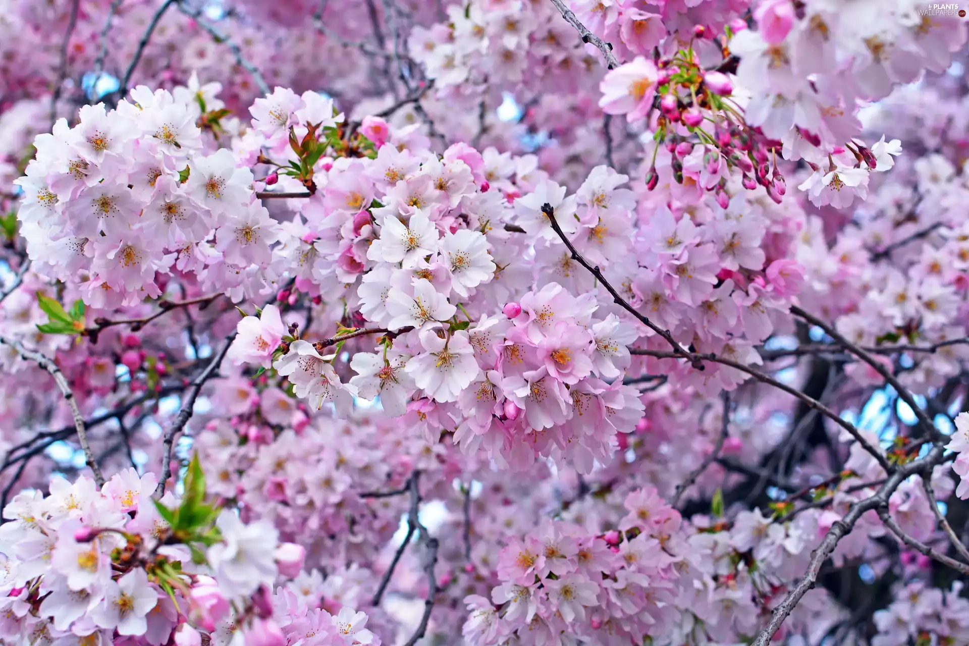 cherry, Flowers, Pink, trees