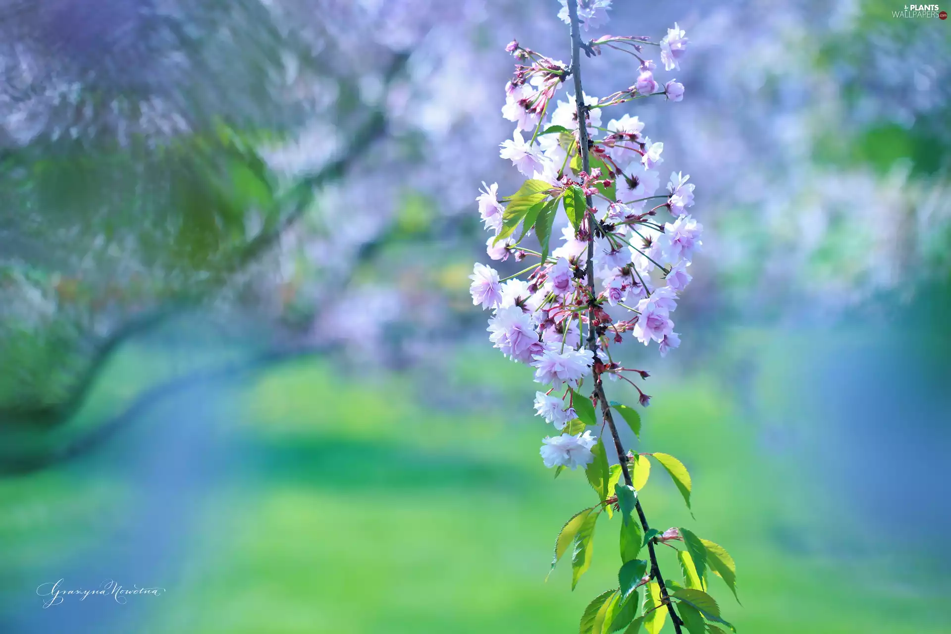 cherry, fruit, twig, trees