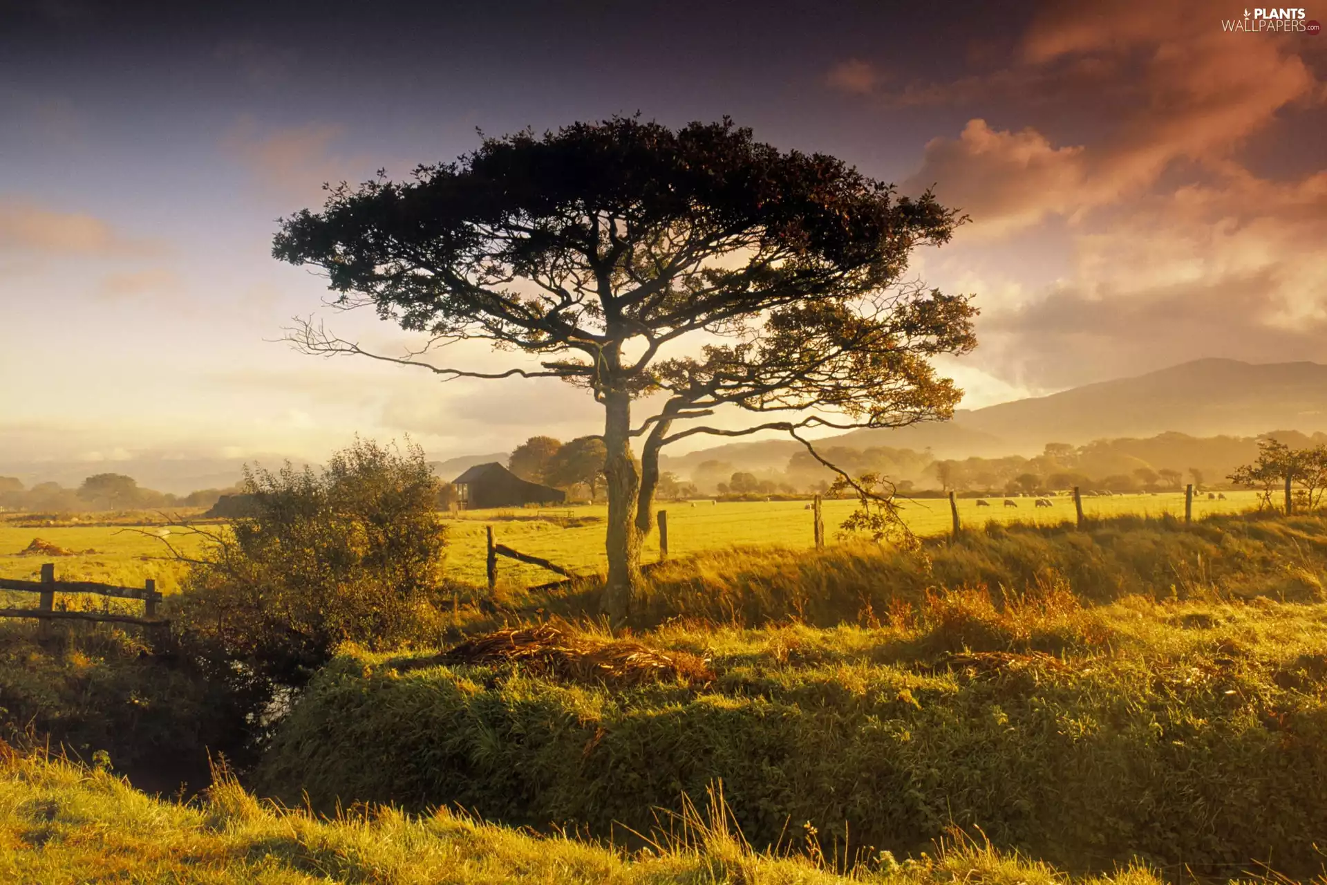 trees, field, clouds
