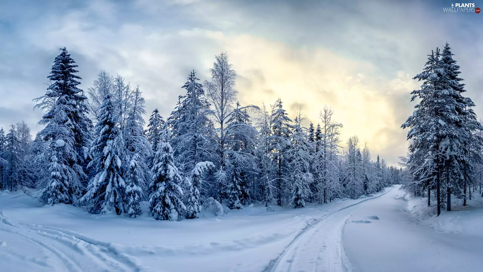 viewes, forest, clouds, trees, winter, Way, Sunrise