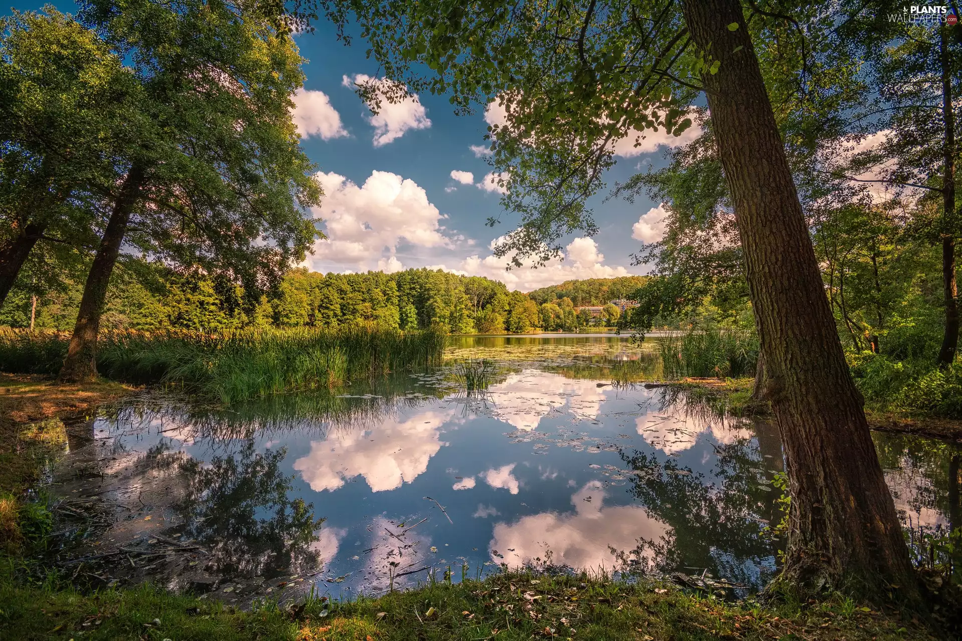 viewes, grass, clouds, trees, lake, VEGETATION, reflection