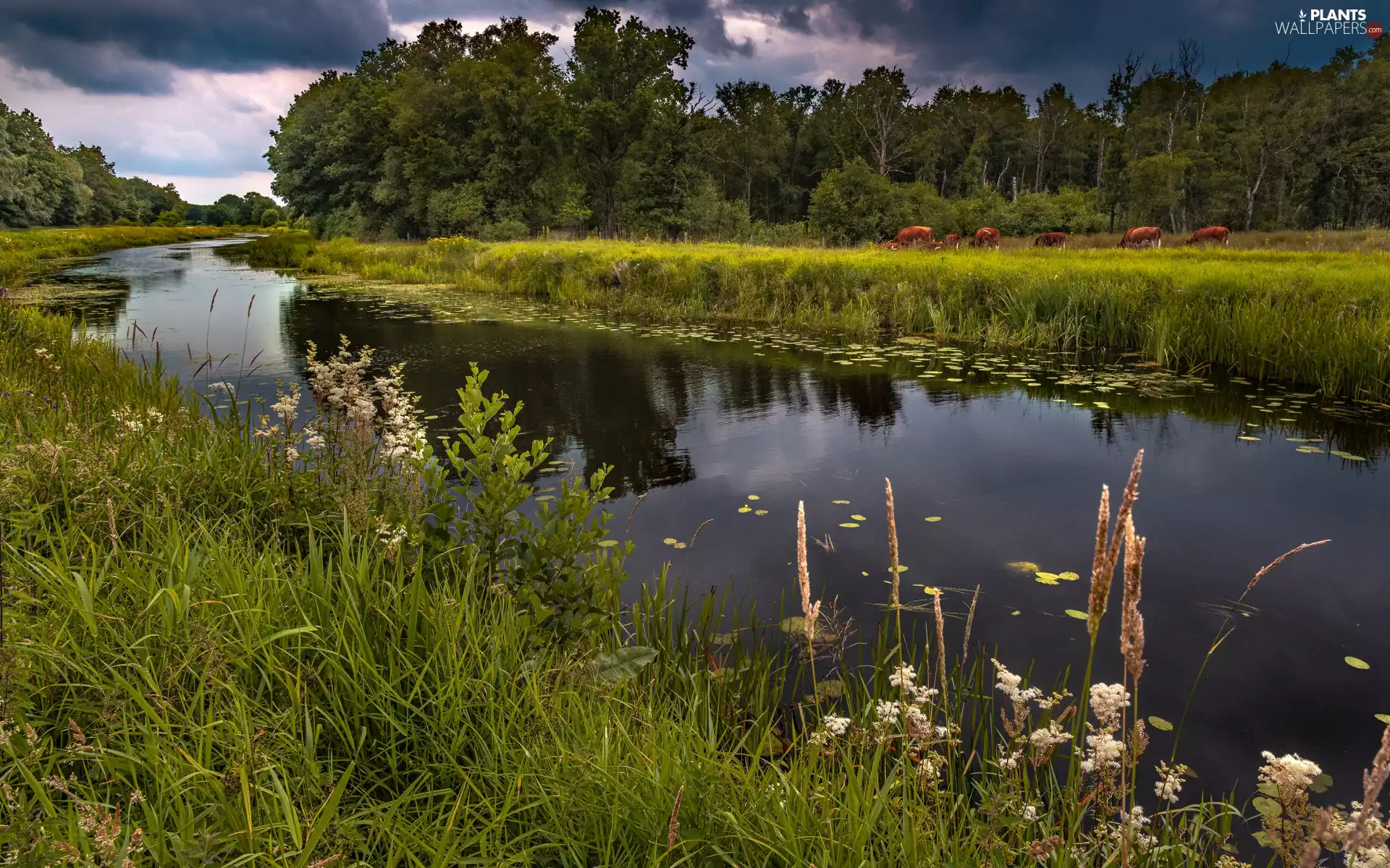 medows, grass, clouds, Cows, viewes, River, summer, trees