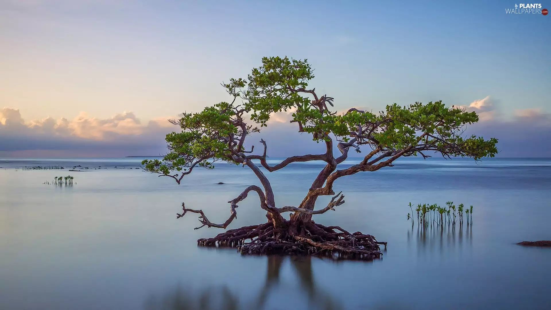 trees, lake, clouds