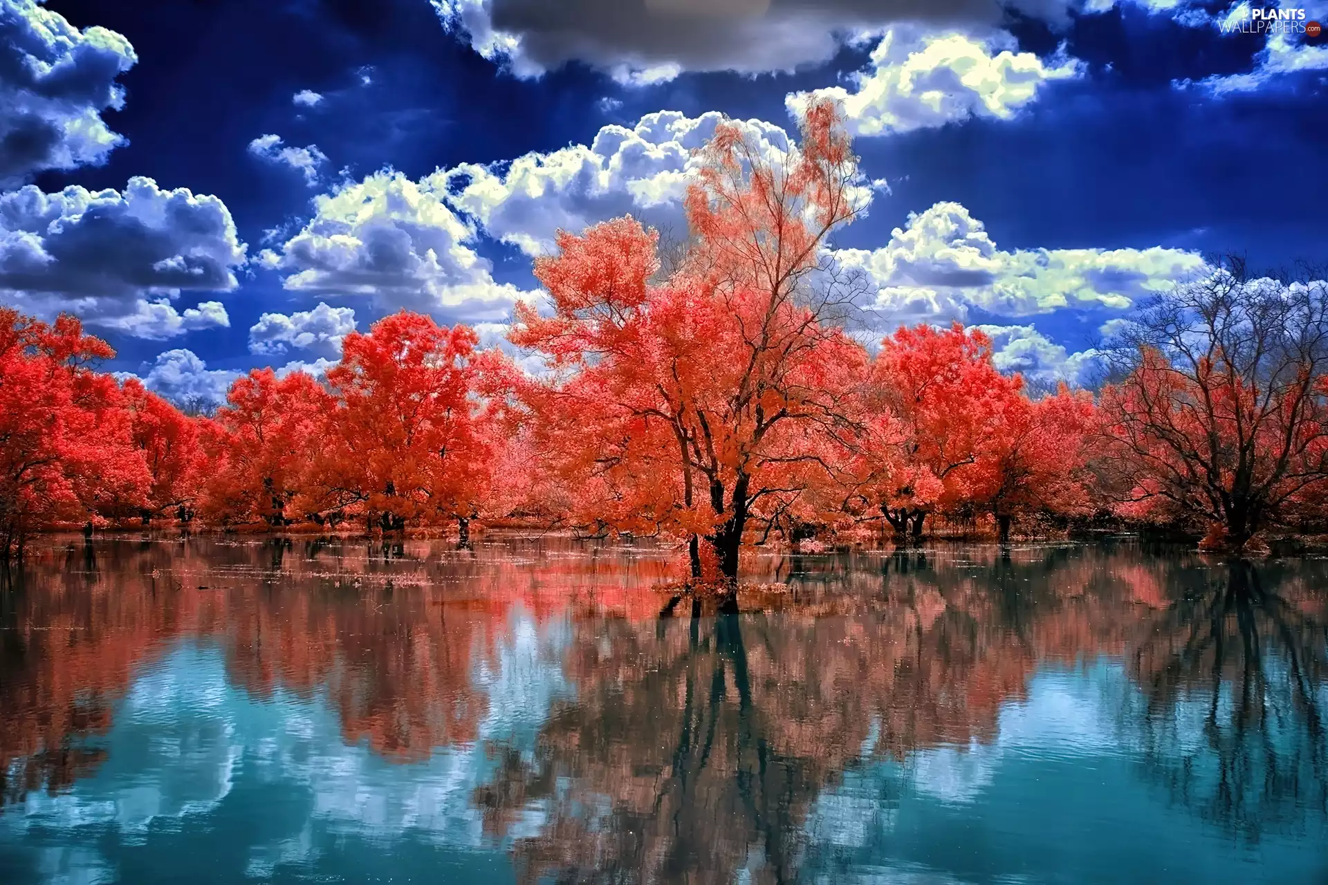 clouds, viewes, lake, trees