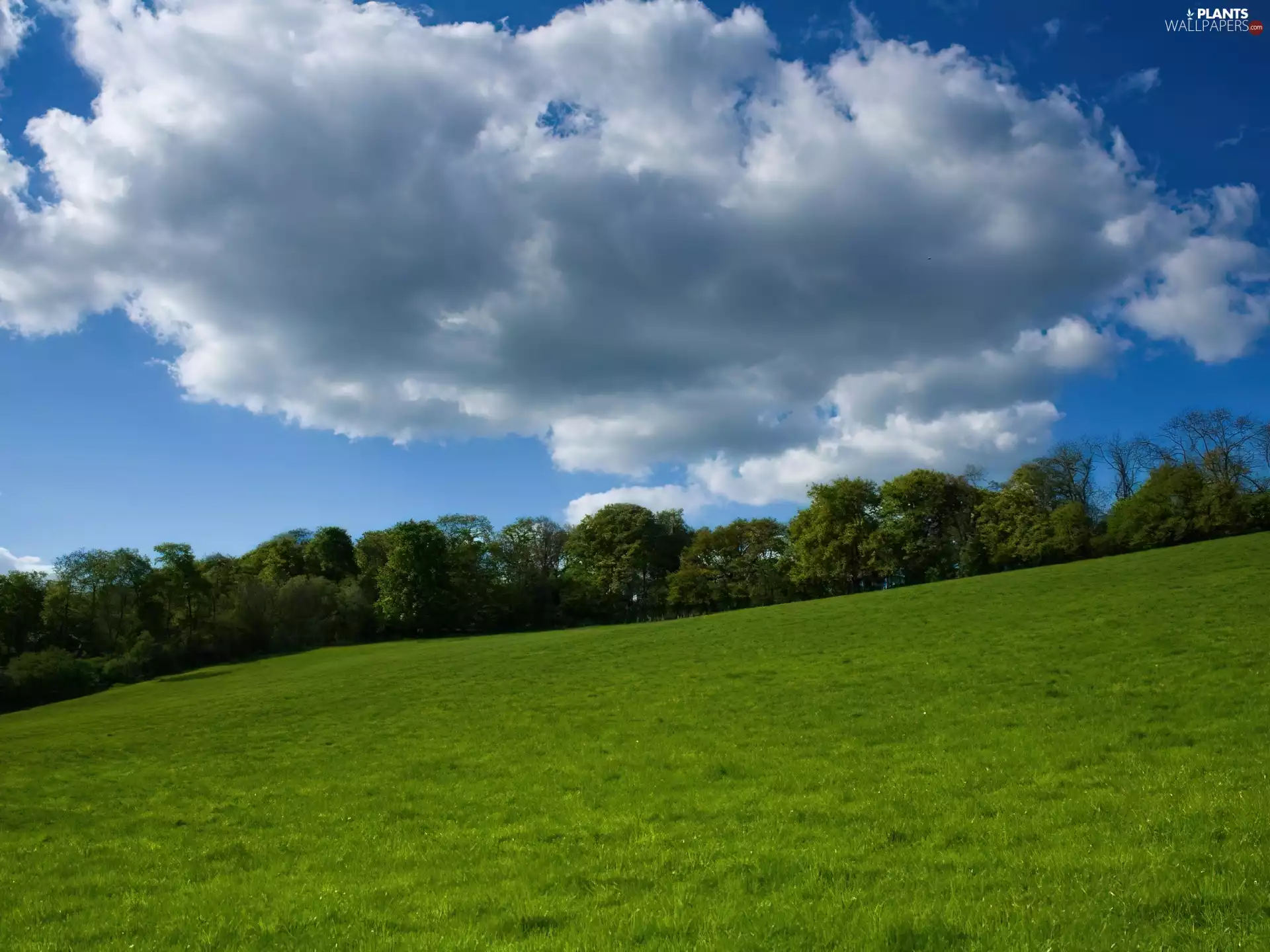 viewes, Meadow, clouds, trees, Green, White, Sky
