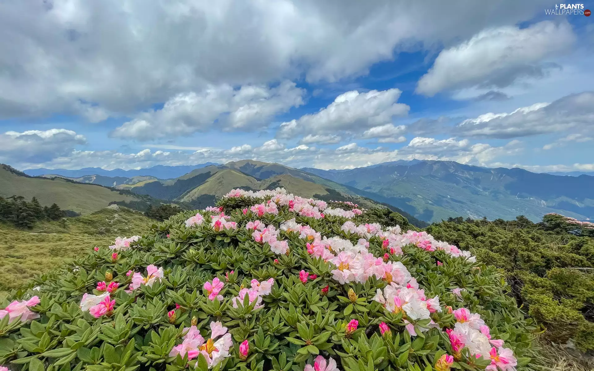 Pink, rhododendron, clouds, Mountains, viewes, Flowers, Bush, trees