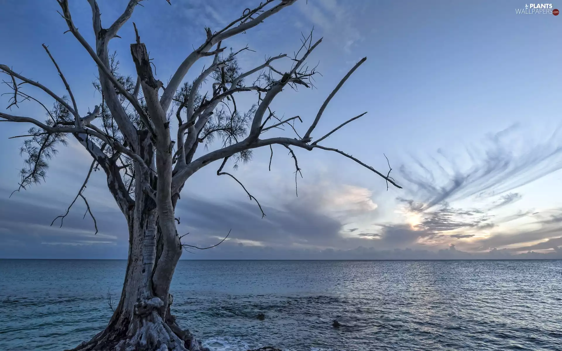 trees, sea, clouds