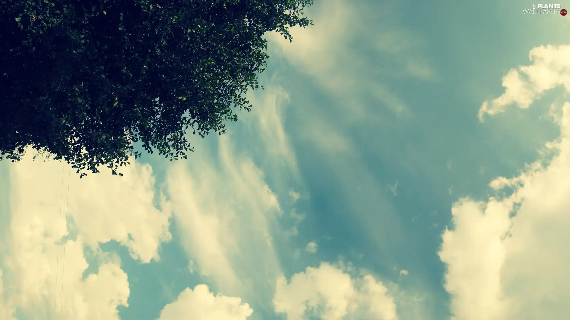 trees, Sky, clouds