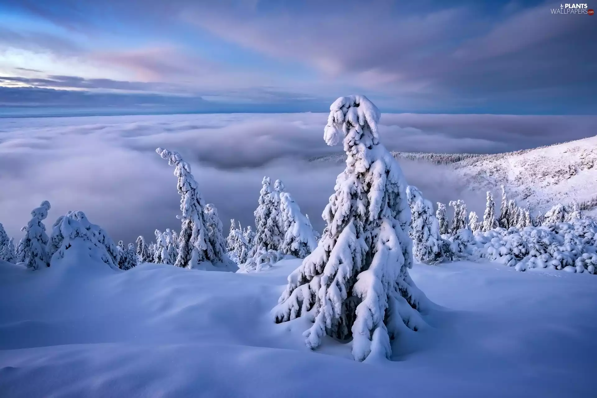 viewes, snow, clouds, trees, winter, Fog, Mountains