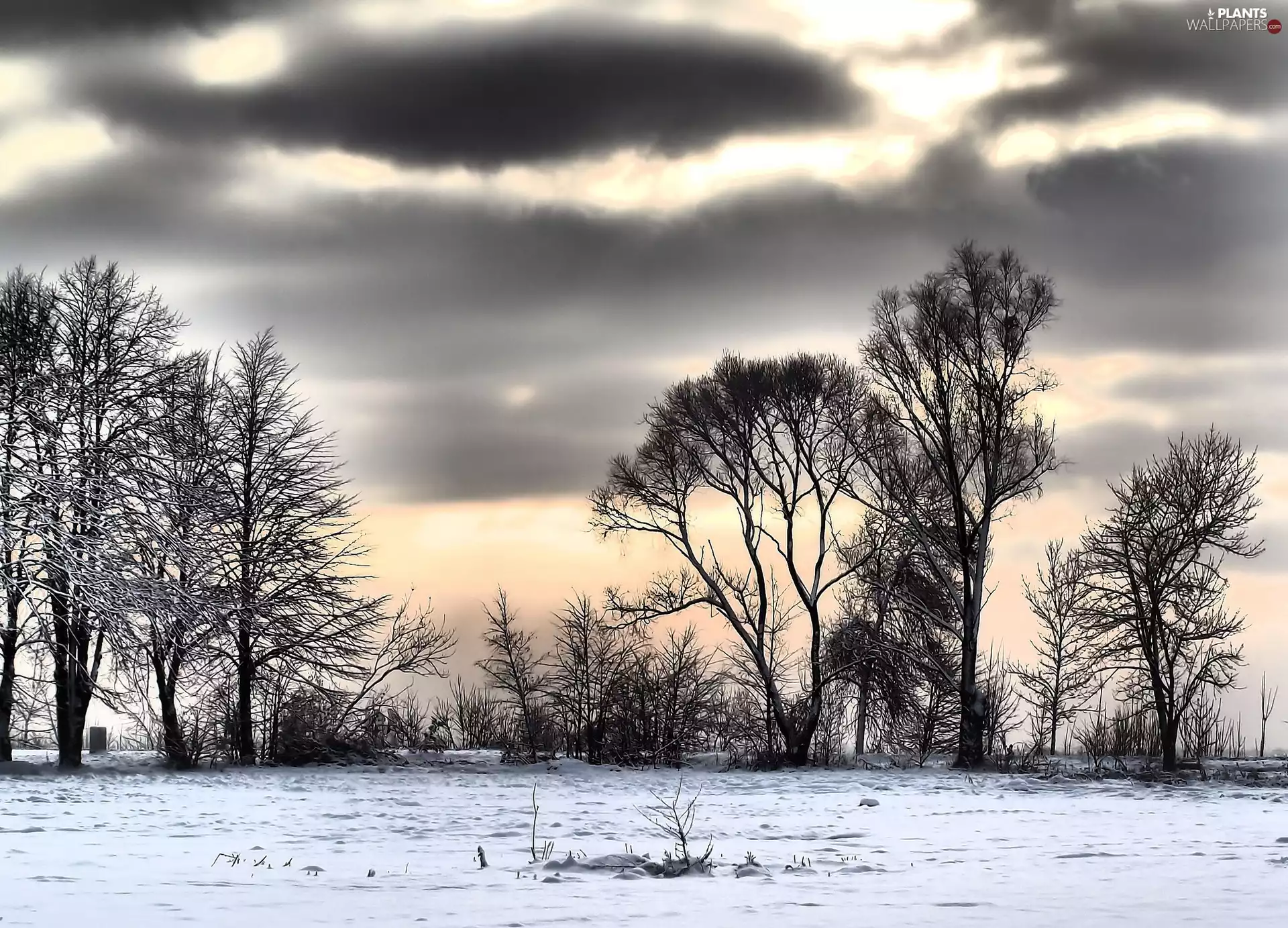 clouds, viewes, snow, trees