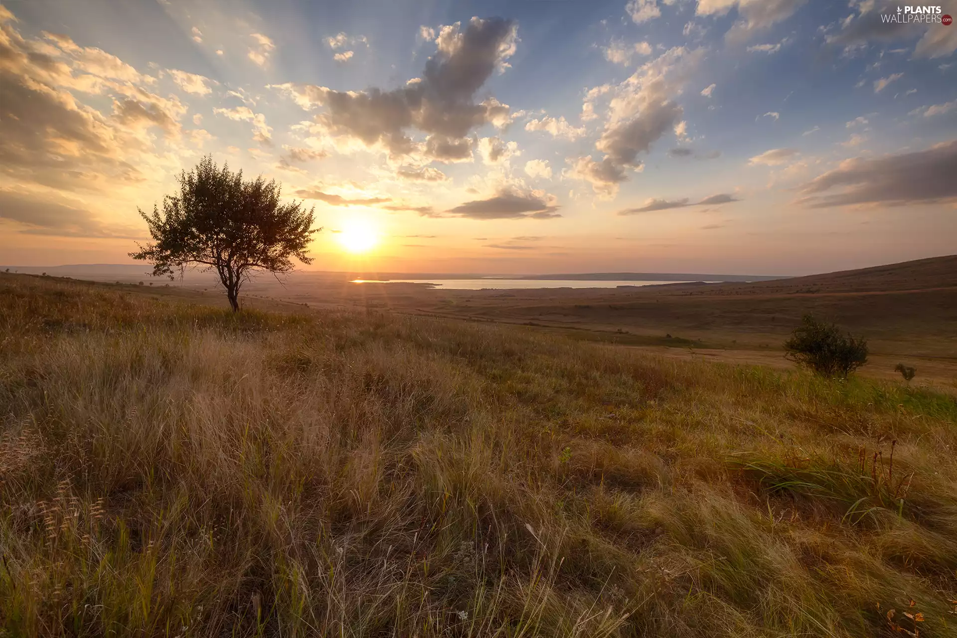 trees, Meadow, rays of the Sun, clouds, lake, grass