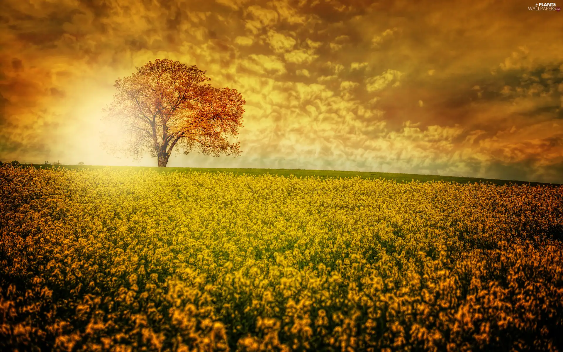 clouds, Great Sunsets, trees, Meadow