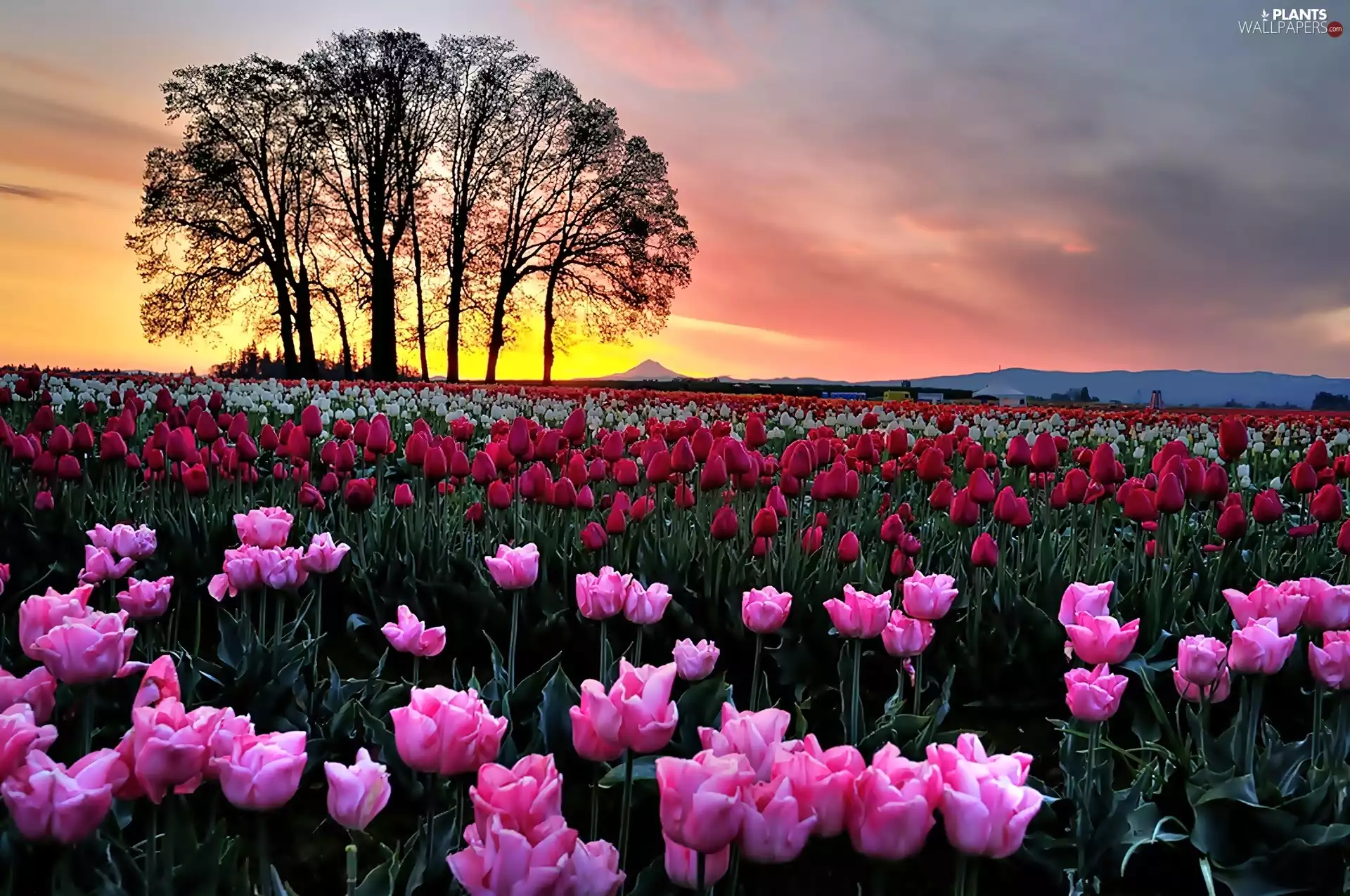 viewes, sun, Colorful, trees, west, Field, tulips