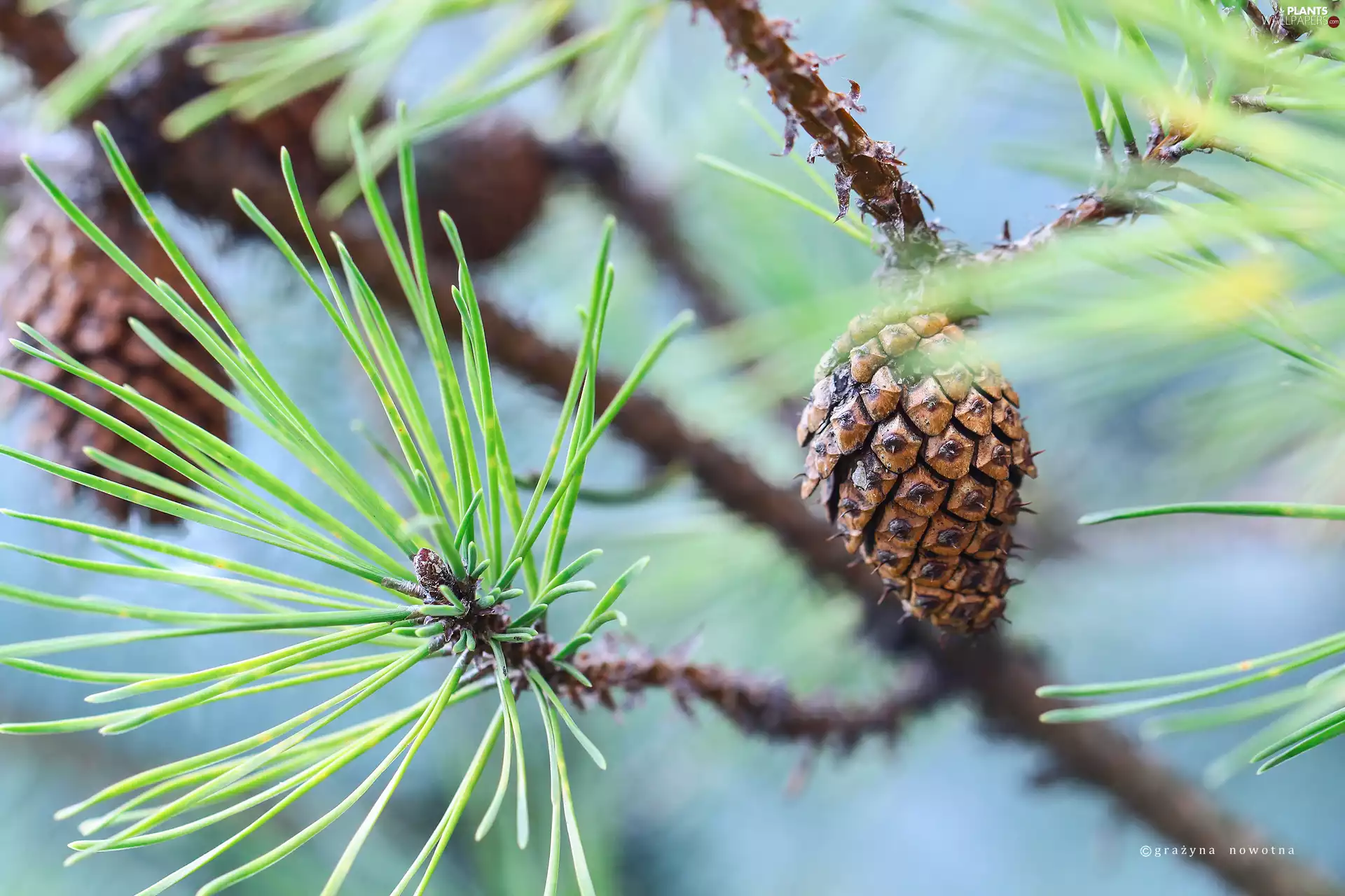 trees, pine, cone