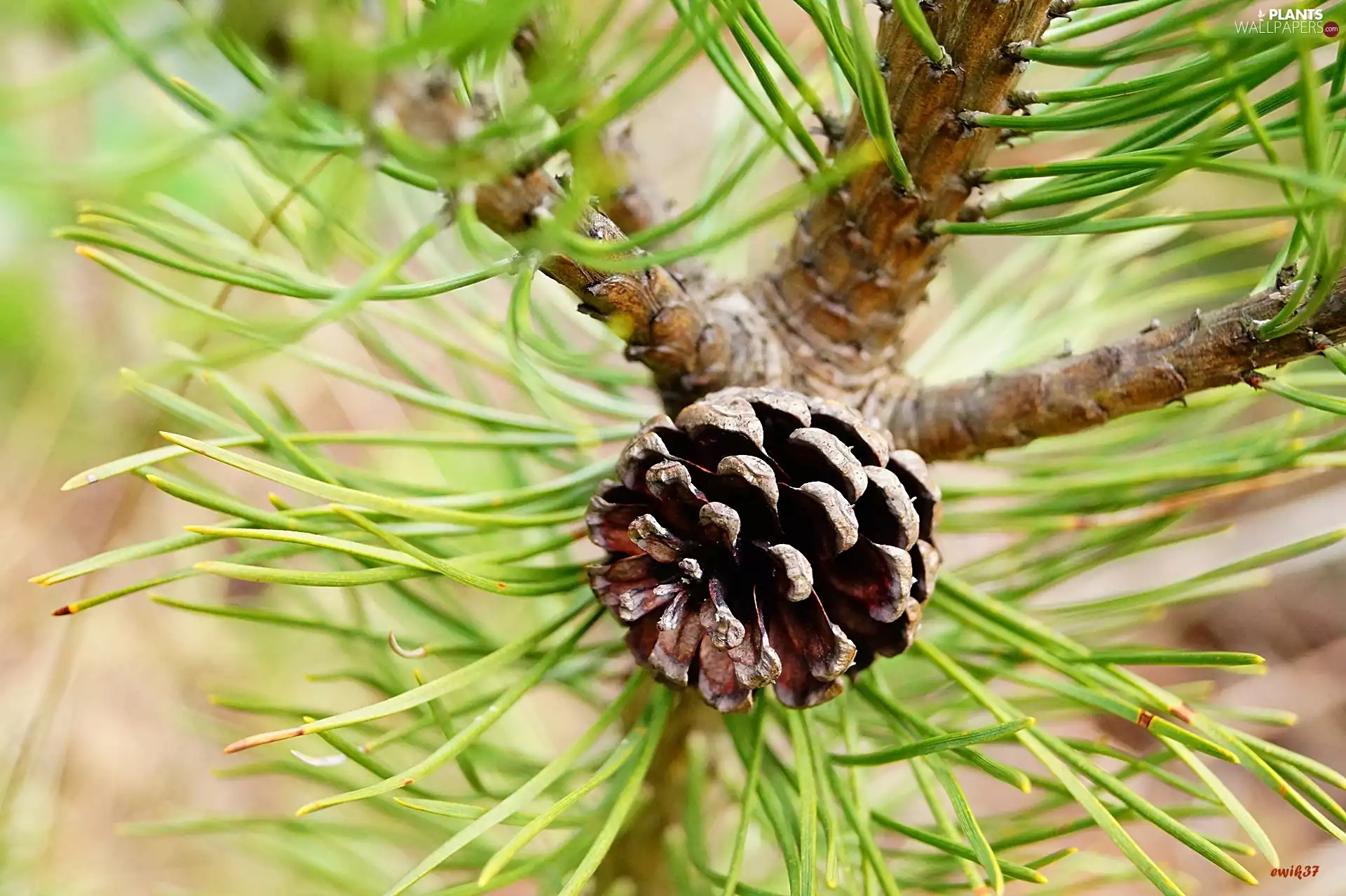Conifers, pine, cone, trees