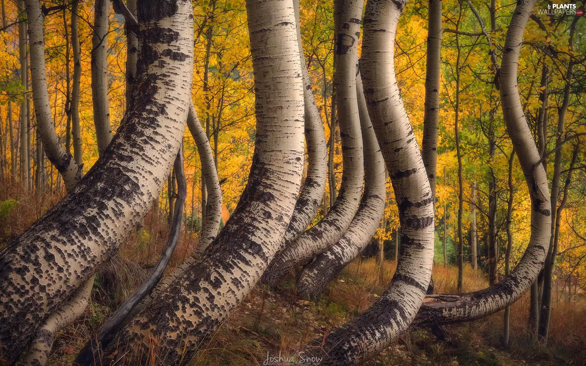 viewes, autumn, curves, trees, forest, birch, Stems