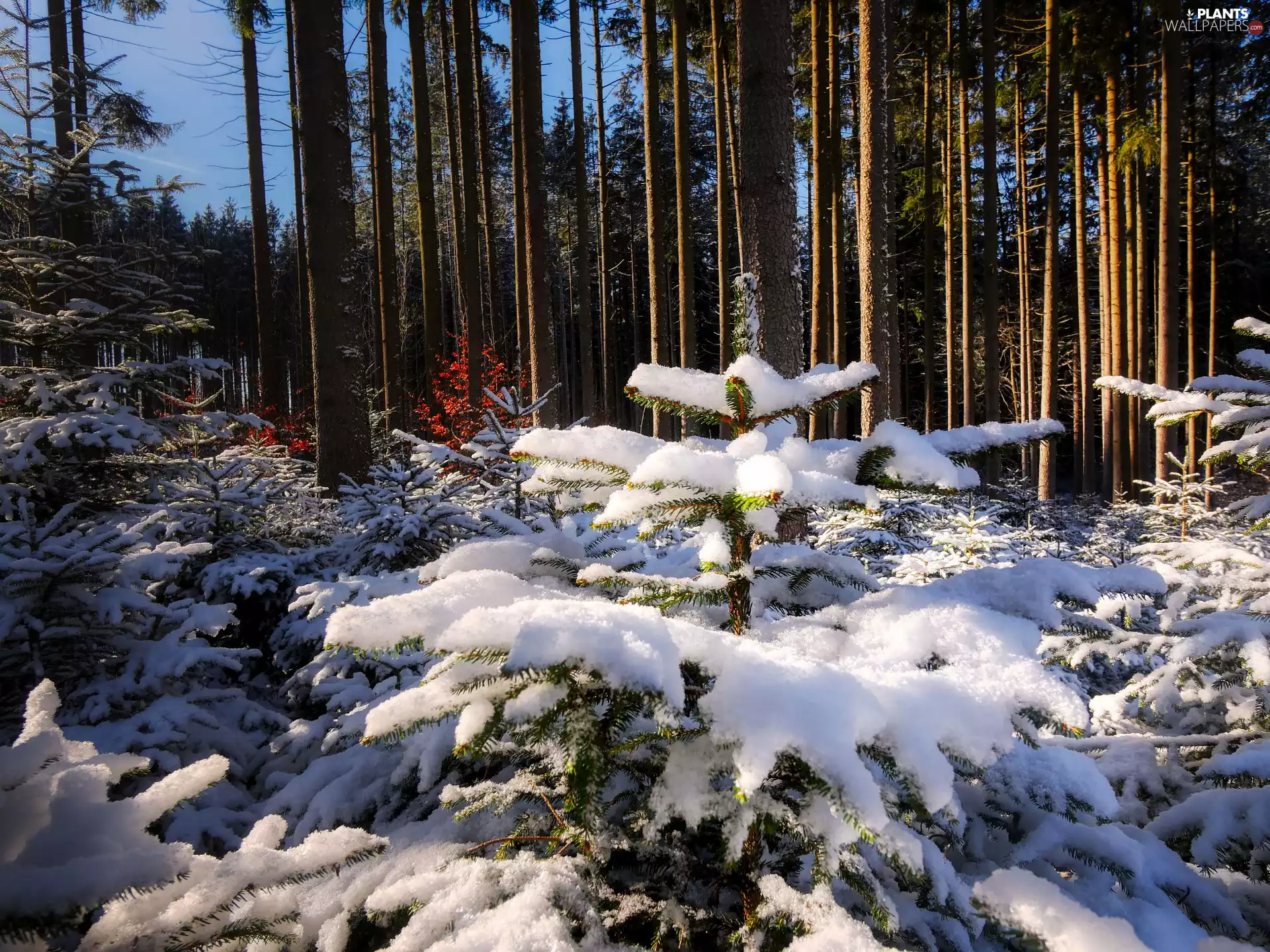 viewes, forest, day, trees, winter, sunny, snow