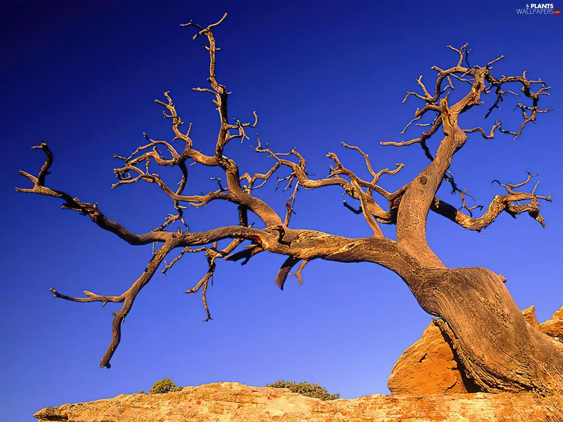 trees, Colorado, dead