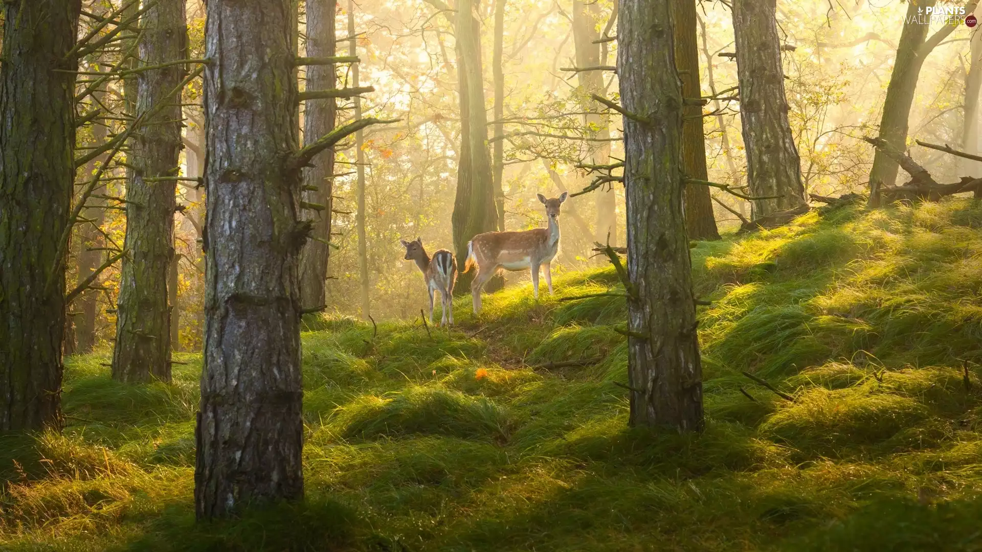 trees, illuminated, car in the meadow, deer, viewes, forest