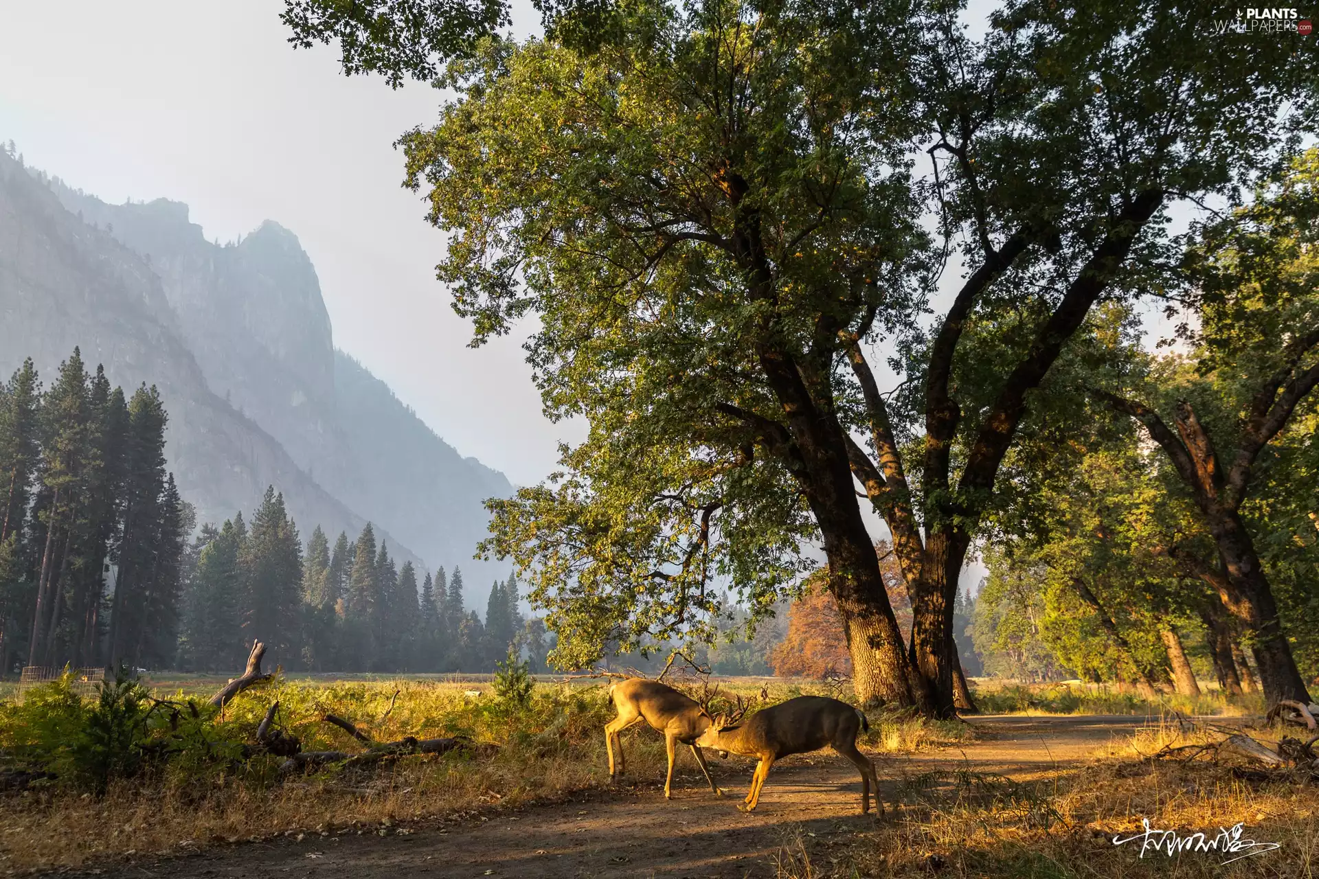 viewes, State of California, Yosemite Valley, autumn, Deer, The United States, Yosemite National Park, Way, Mountains, trees
