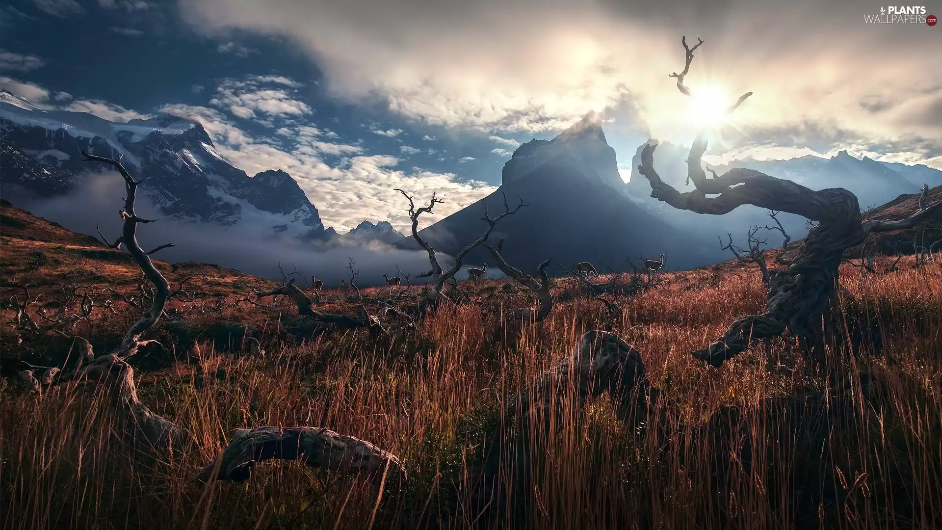 Torres del Paine, edifice, Sunrise, viewes, trees, Patagonia, Cordillera del Paine, Torres del Paine National Park, Chile, Mountains, Stems, dry
