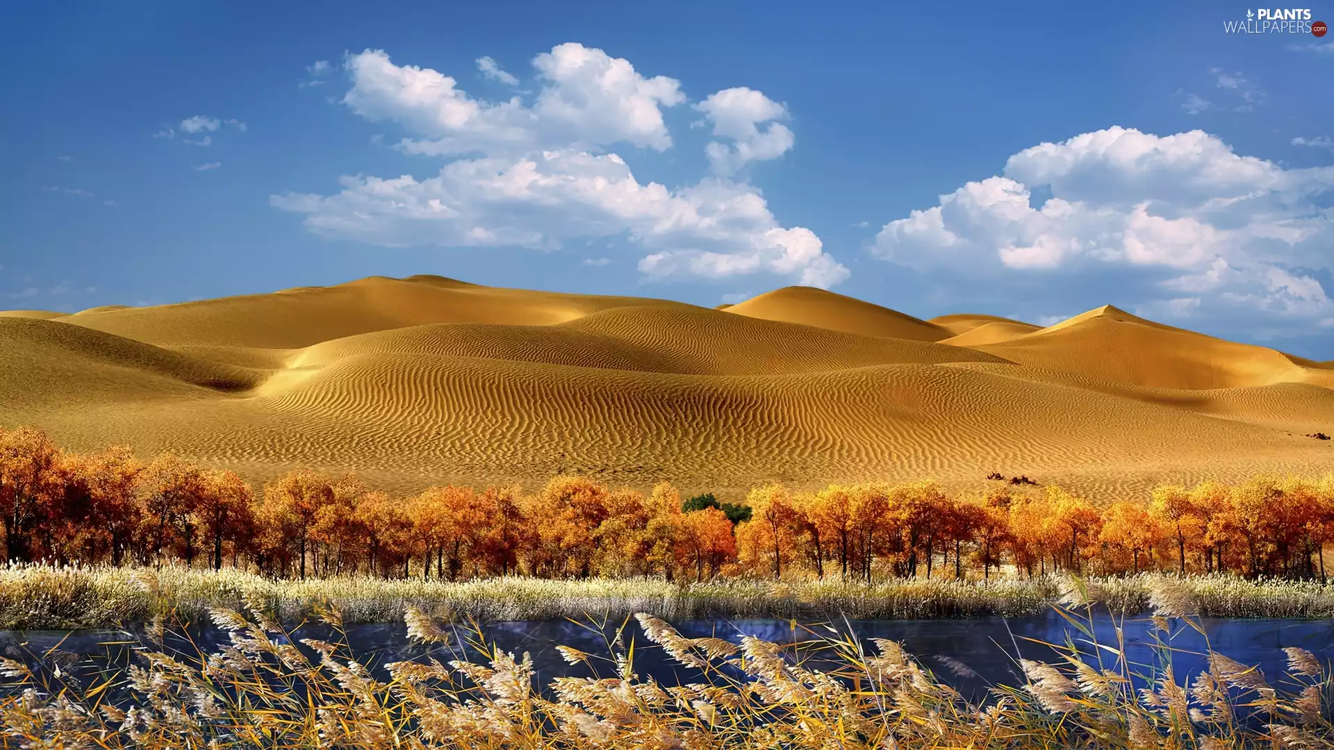 Desert, viewes, River, trees