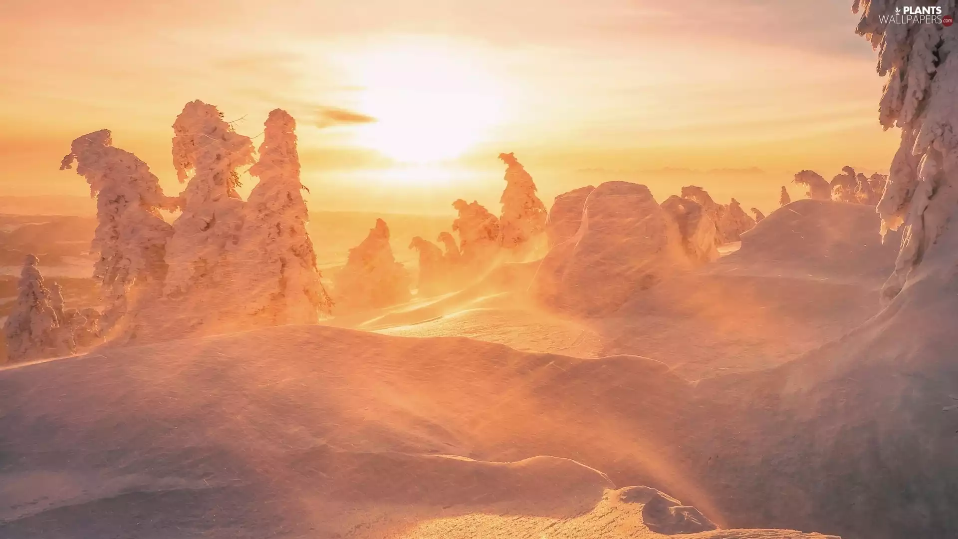 sunny, day, drifts, Snowy, viewes, snow, winter, trees