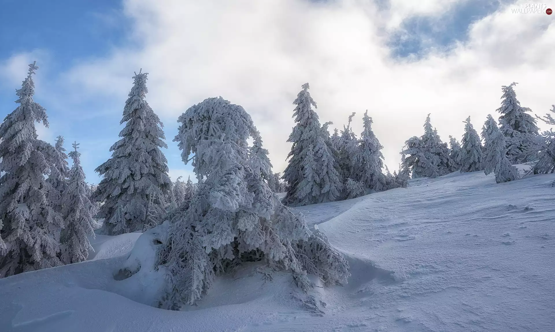 viewes, Field, drifts, trees, winter, snow, clouds