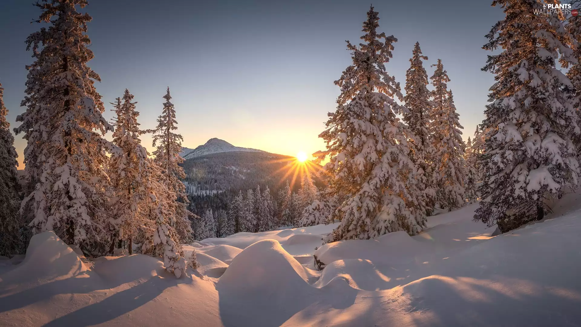 forest, Snowy, rays of the Sun, trees, drifts, Mountains, winter, viewes