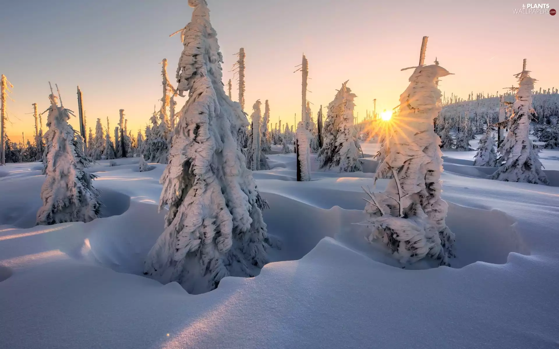 trees, winter, rays of the Sun, drifts, viewes, Snowy