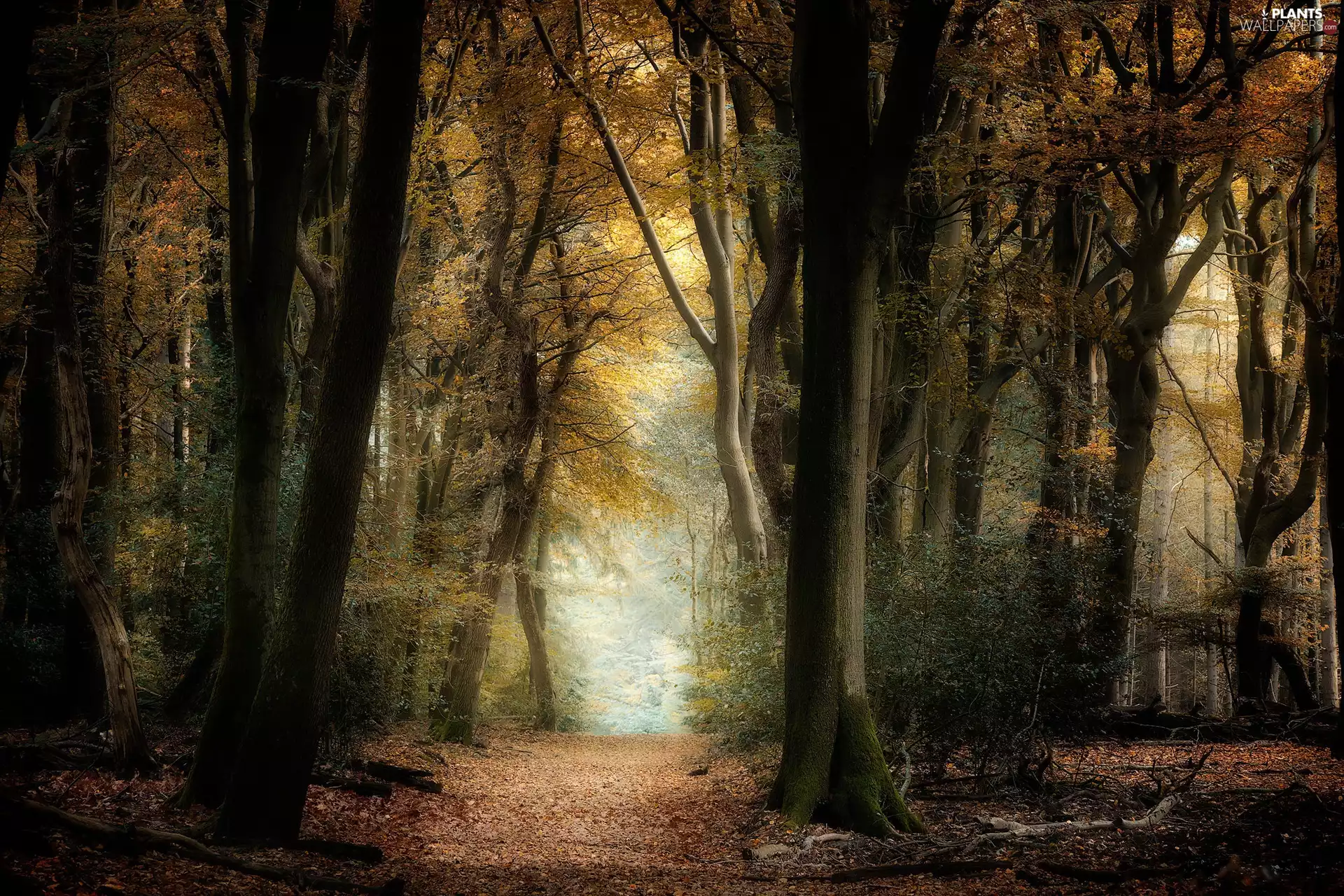 viewes, forest, dry, trees, autumn, Way, branches