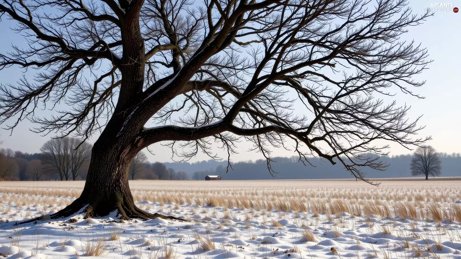 Snowy, old, dry, trees, winter, Field, grass