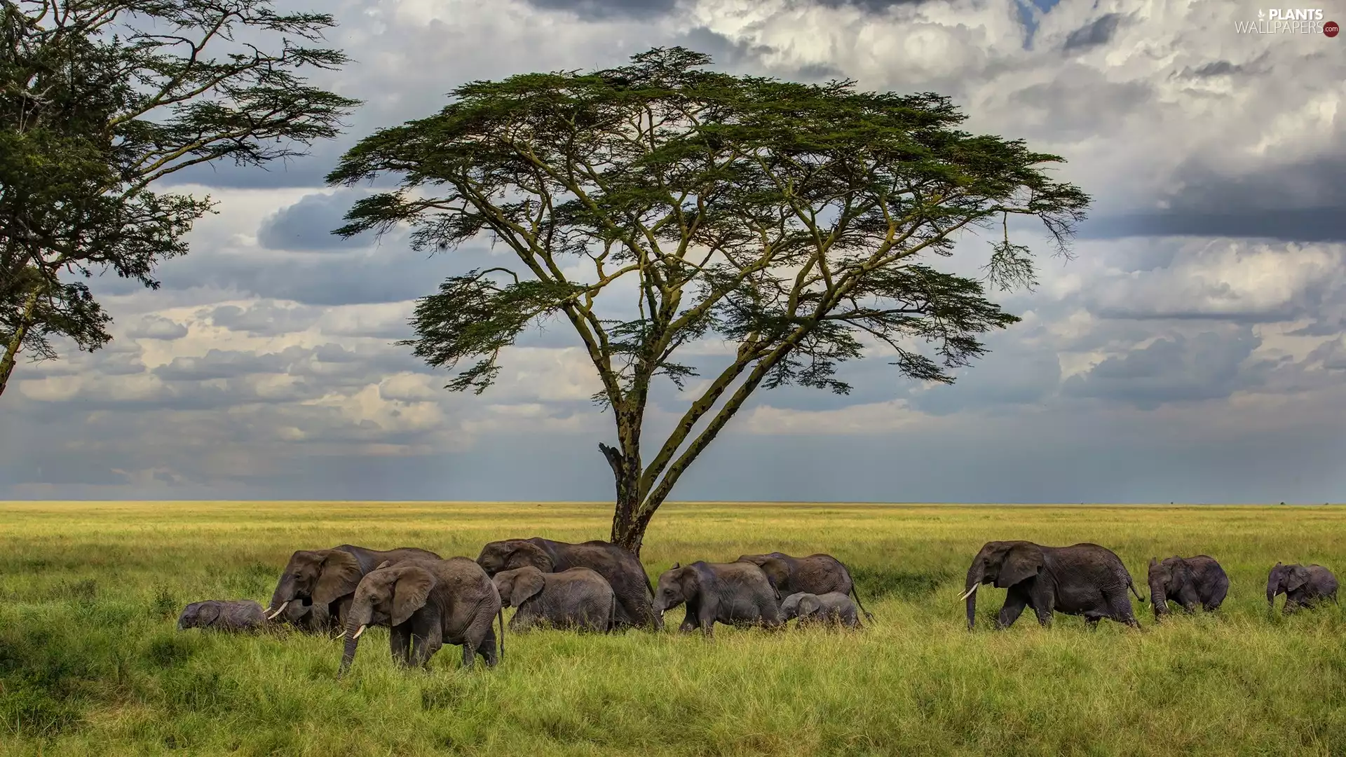 Elephants, Clouds, Sky, trees