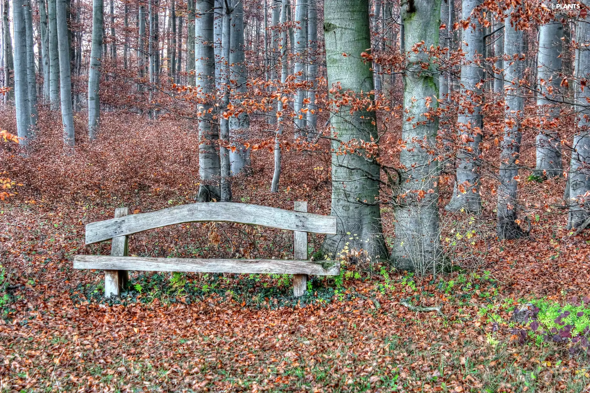 viewes, forest, fallen, trees, autumn, Bench, Leaf