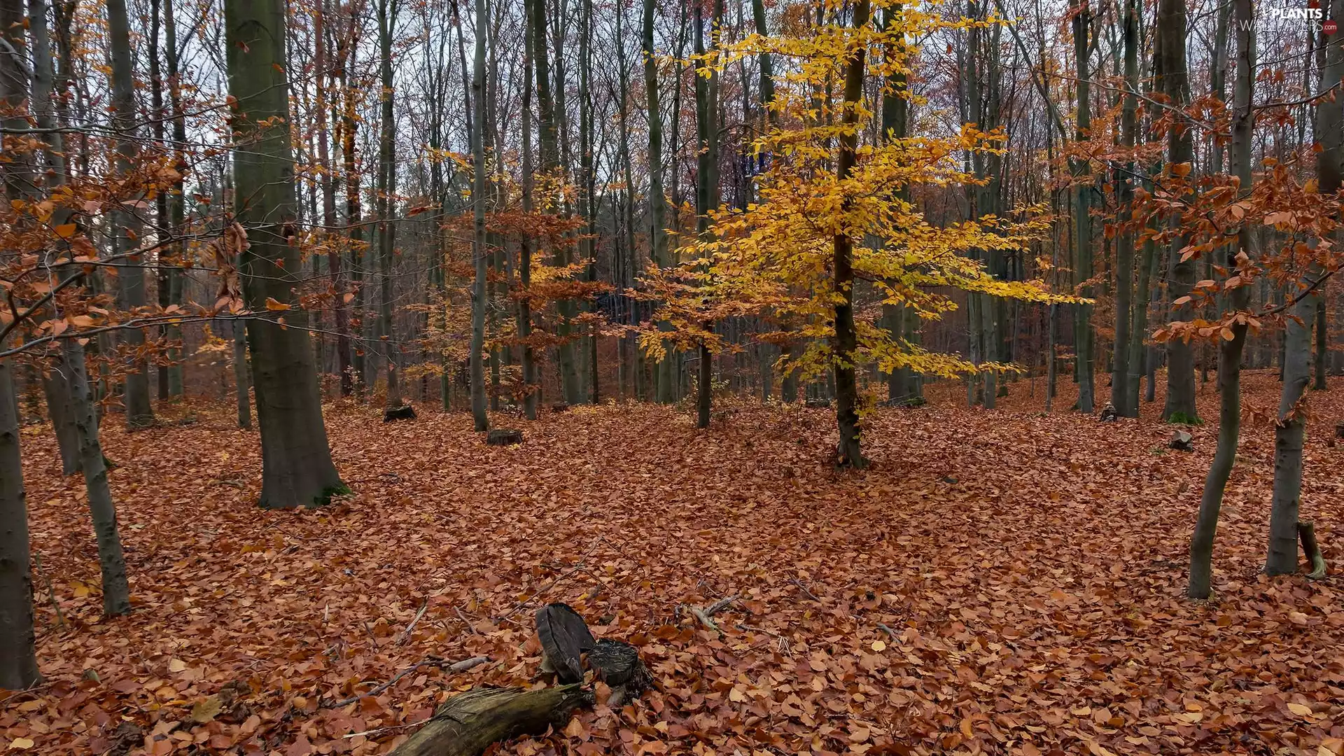 viewes, forest, fallen, trees, autumn, Brown, Leaf