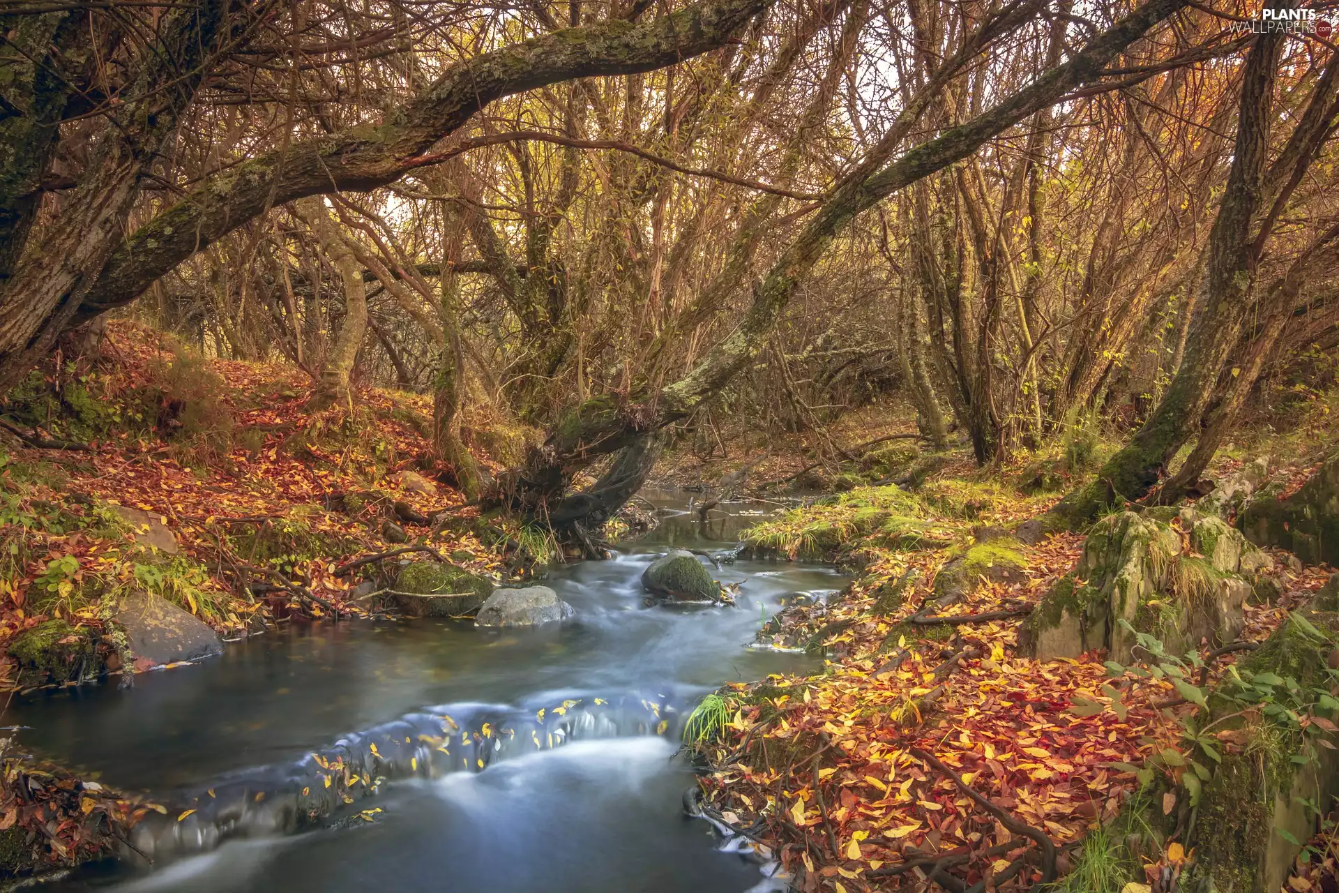 viewes, forest, fallen, trees, autumn, River, Leaf