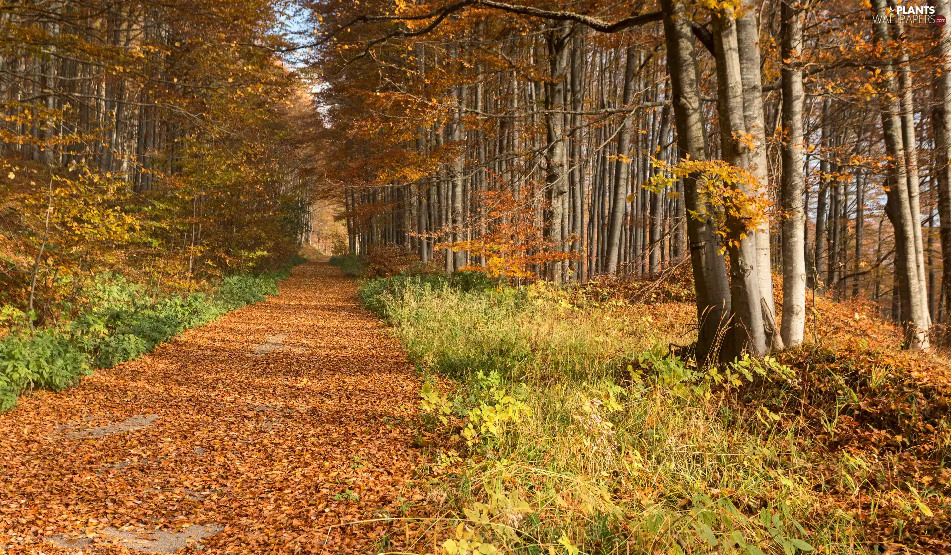 viewes, forest, fallen, trees, autumn, Way, Leaf