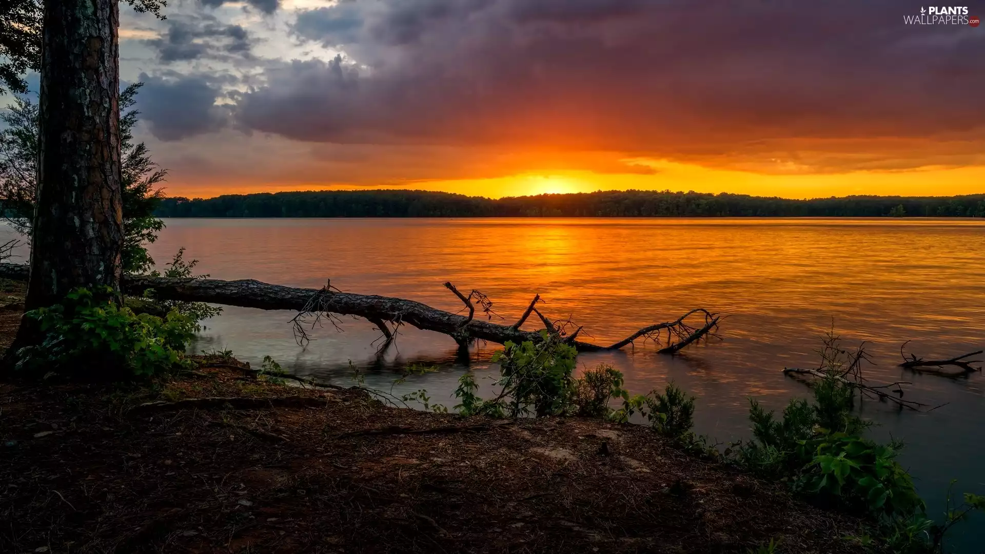 trees, lake, fallen, clouds, Great Sunsets, viewes, trees